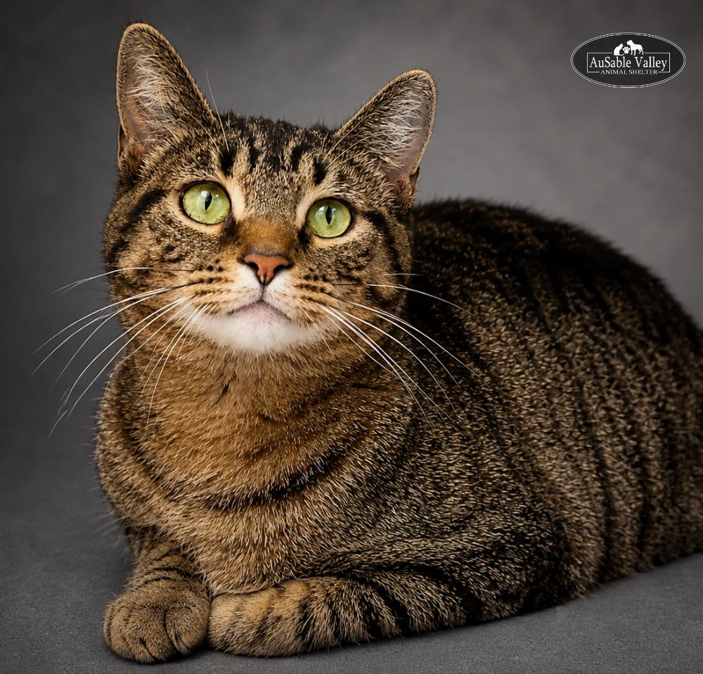 Charlie, a ADOPTABLE Domestic Short Hair in Grayling, MI image 2/5