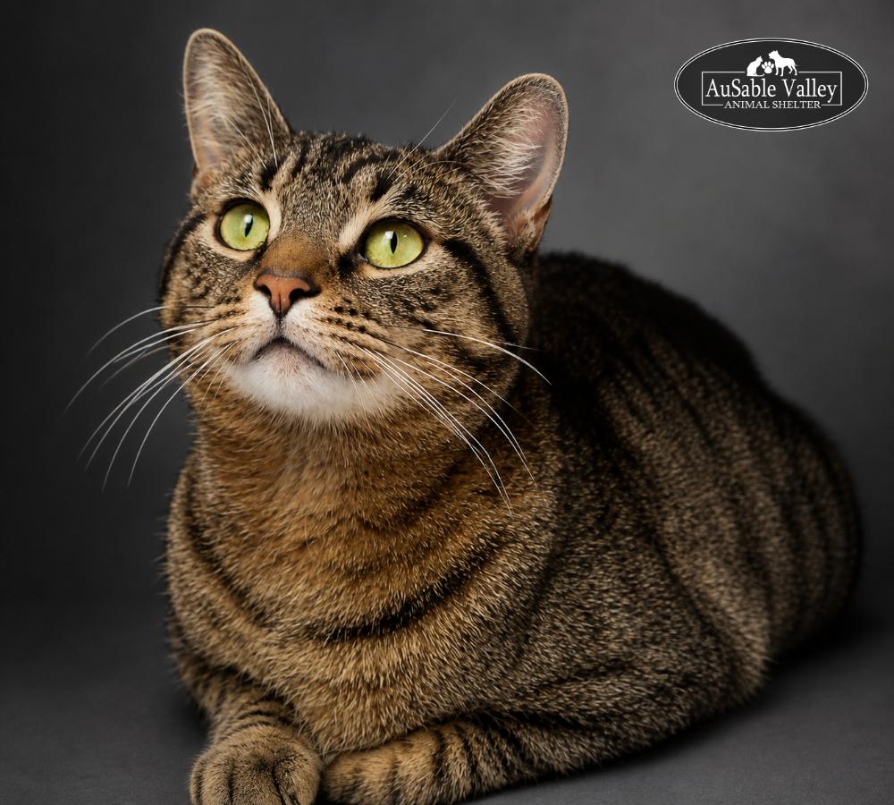 Charlie, a ADOPTABLE Domestic Short Hair in Grayling, MI image 5/5