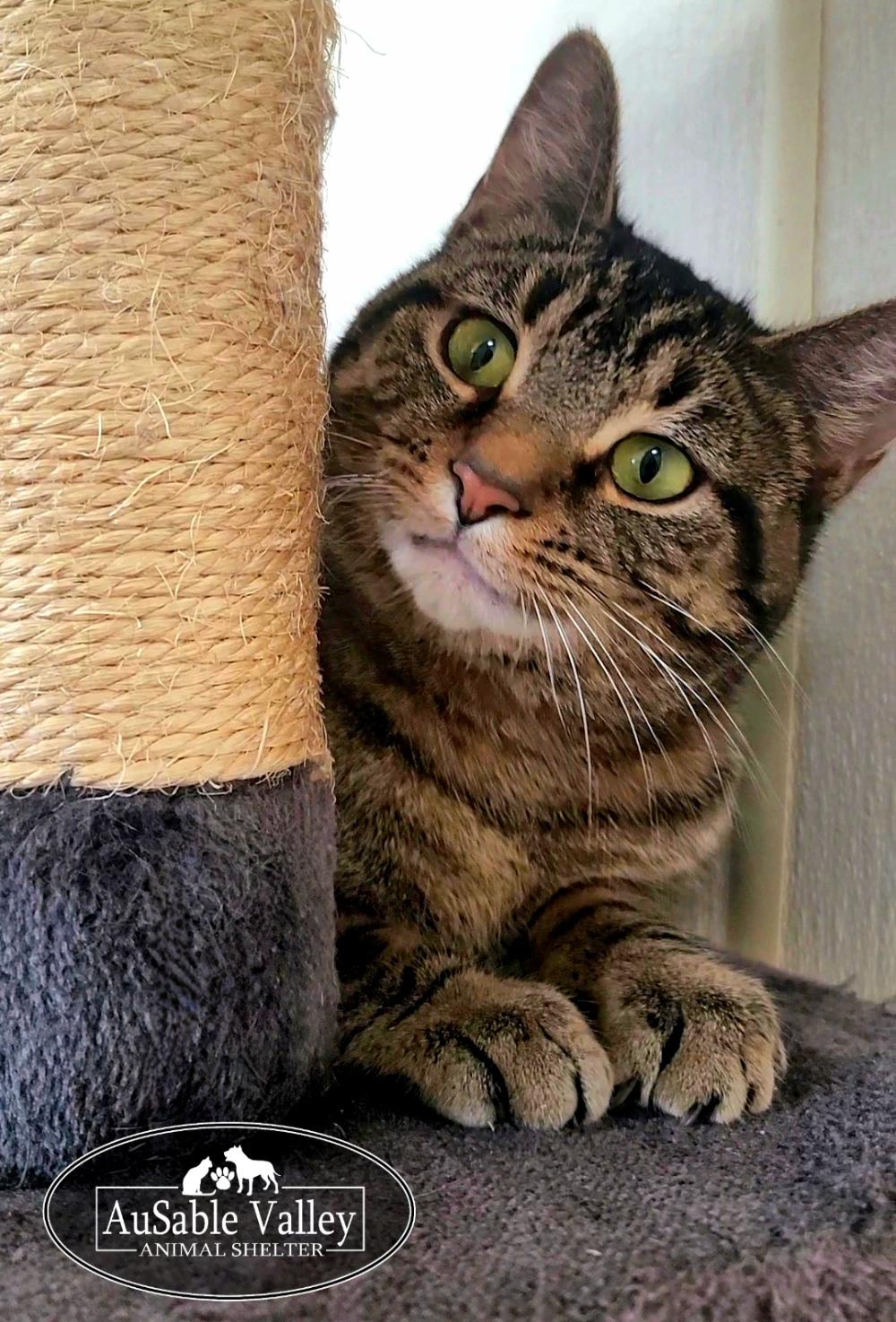 Enlarge Charlie, a ADOPTABLE Domestic Short Hair in Grayling, MI image 3/5