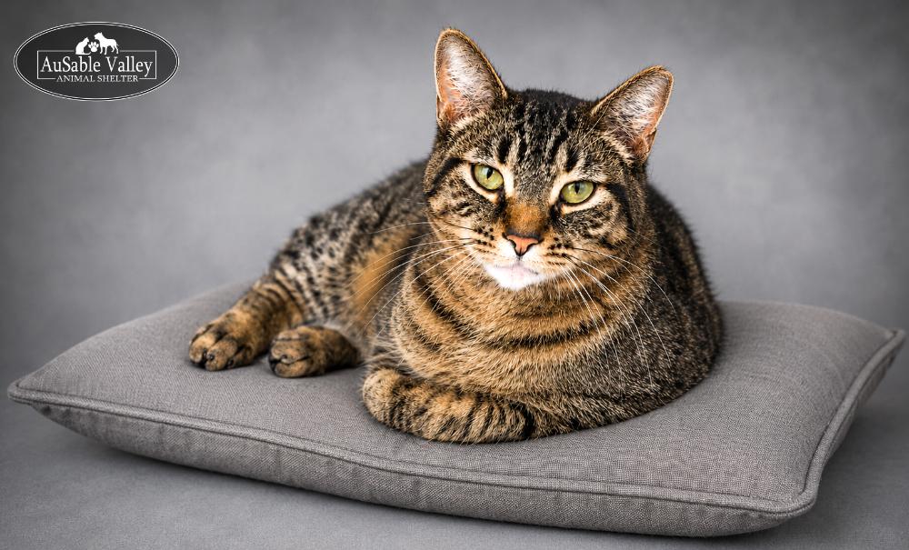 Charlie, ADOPTABLE, Adult Female Domestic Short Hair.