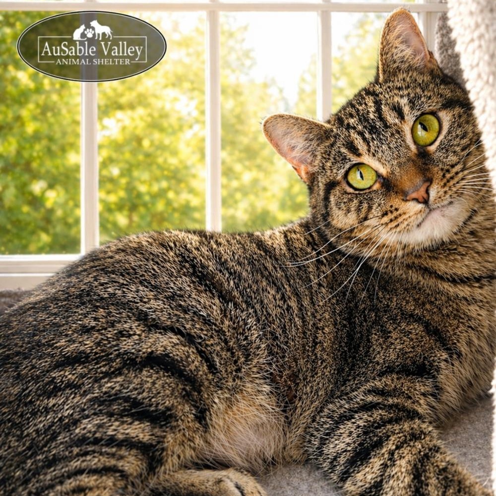 Charlie, ADOPTABLE, Adult Female Domestic Short Hair.
