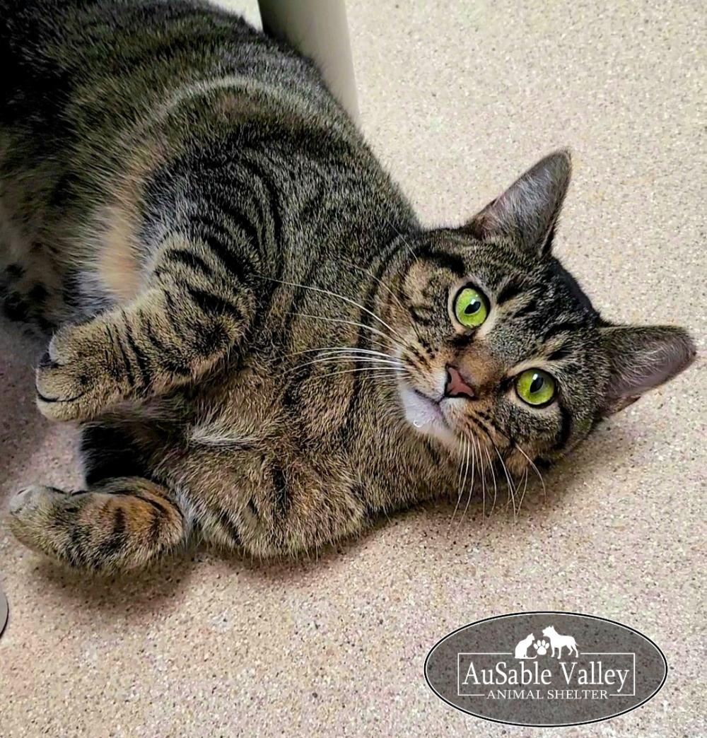 Enlarge Charlie, a ADOPTABLE Domestic Short Hair in Grayling, MI image 4/5