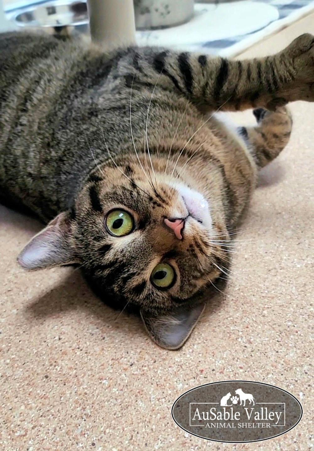 Enlarge Charlie, a ADOPTABLE Domestic Short Hair in Grayling, MI image 5/5