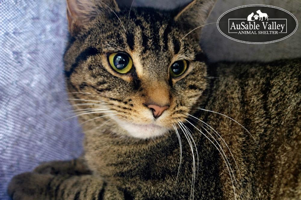 Enlarge Charlie, a ADOPTABLE Domestic Short Hair in Grayling, MI image 2/3
