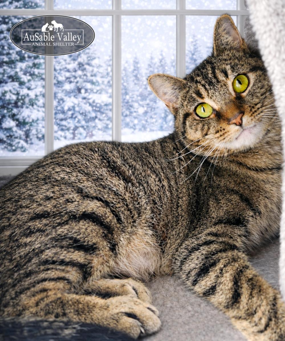 Charlie, ADOPTABLE, Adult Female Domestic Short Hair.