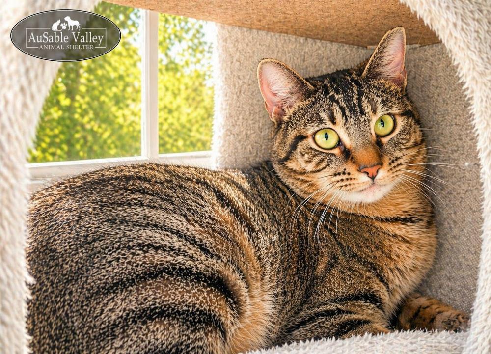 Charlie, a ADOPTABLE Domestic Short Hair in Grayling, MI image 4/5