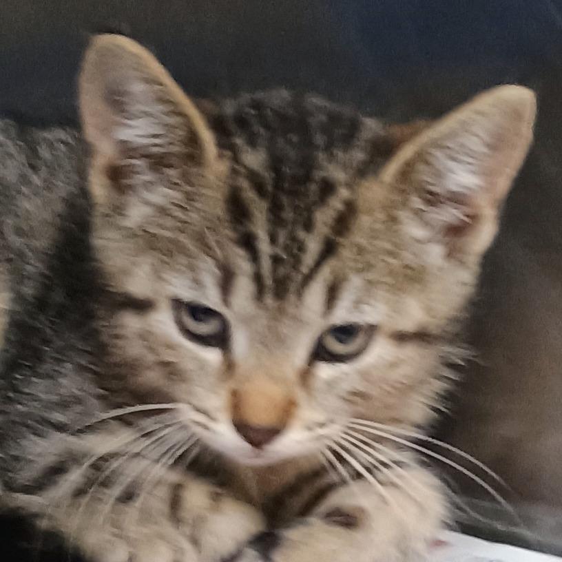 Ripple, Adoptable, Kitten Male Domestic Short Hair.