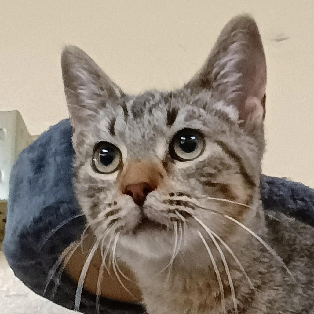 Enlarge Ripple, a Adoptable Domestic Short Hair in Palestine, TX image 2/2