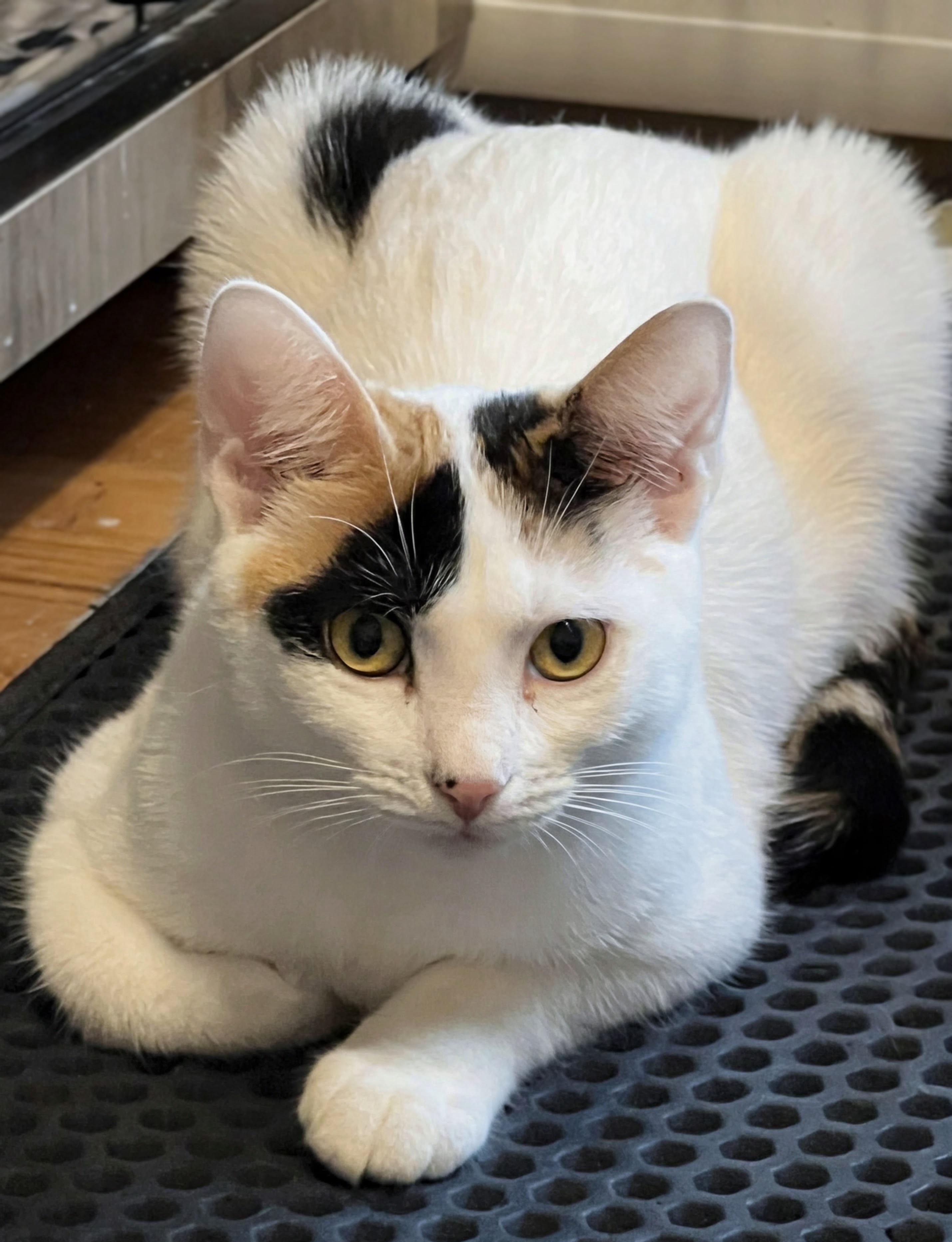 Stevie, ADOPTABLE, Kitten Female Calico & Domestic Short Hair.