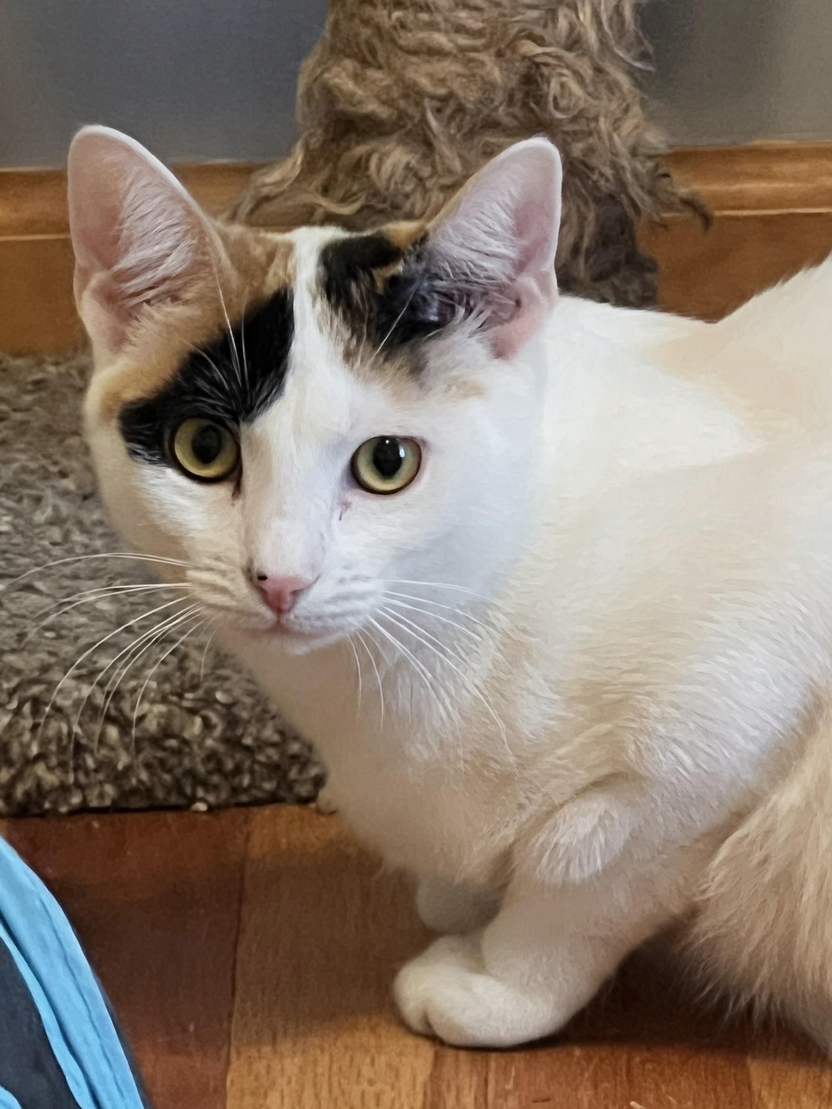 Enlarge Stevie, a ADOPTABLE mixed breed in Allentown, NJ image 2/4