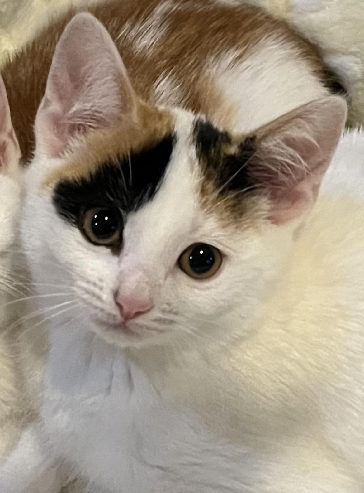 Enlarge Stevie, a ADOPTABLE mixed breed in Allentown, NJ image 2/2