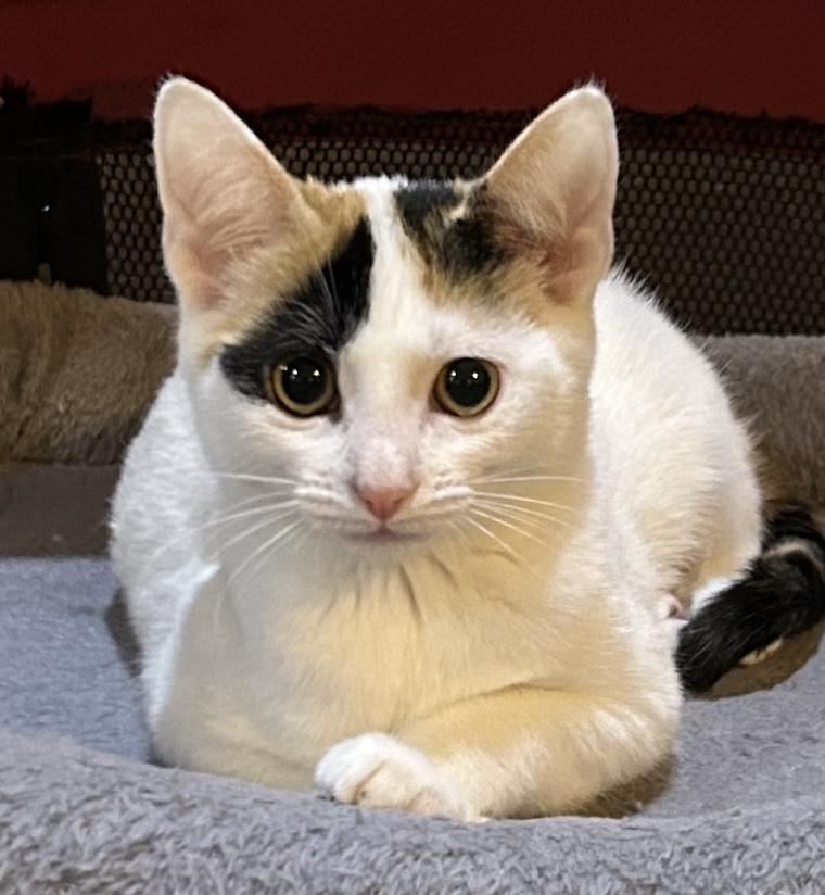 Stevie, ADOPTABLE, Kitten Female Calico & Domestic Short Hair.