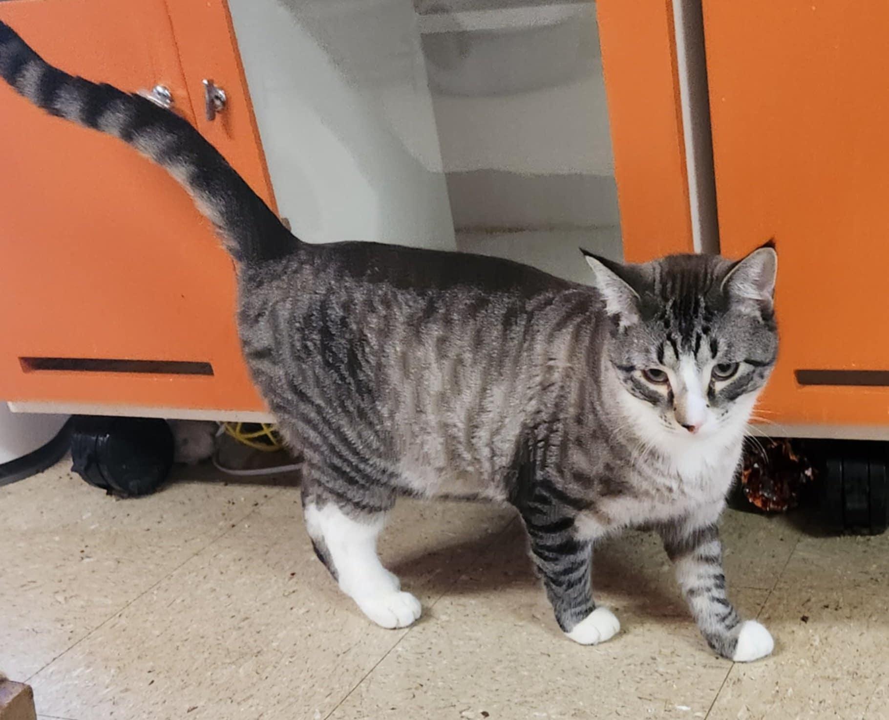 Enlarge Giorgio, a Adoptable Siamese in Mansfield Center, CT image 2/3