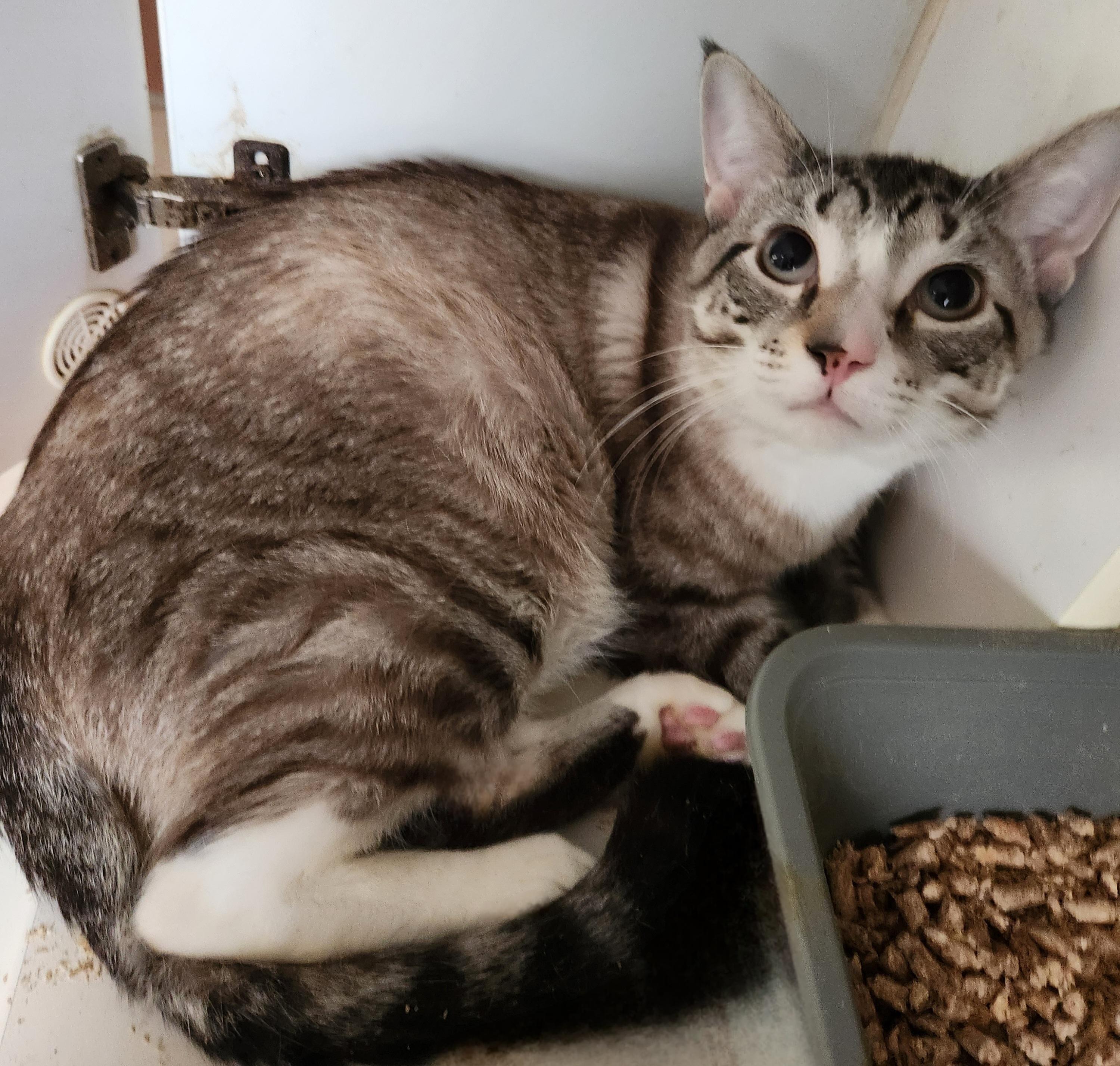 Giorgio, a Adoptable Siamese in Mansfield Center, CT image 2/2