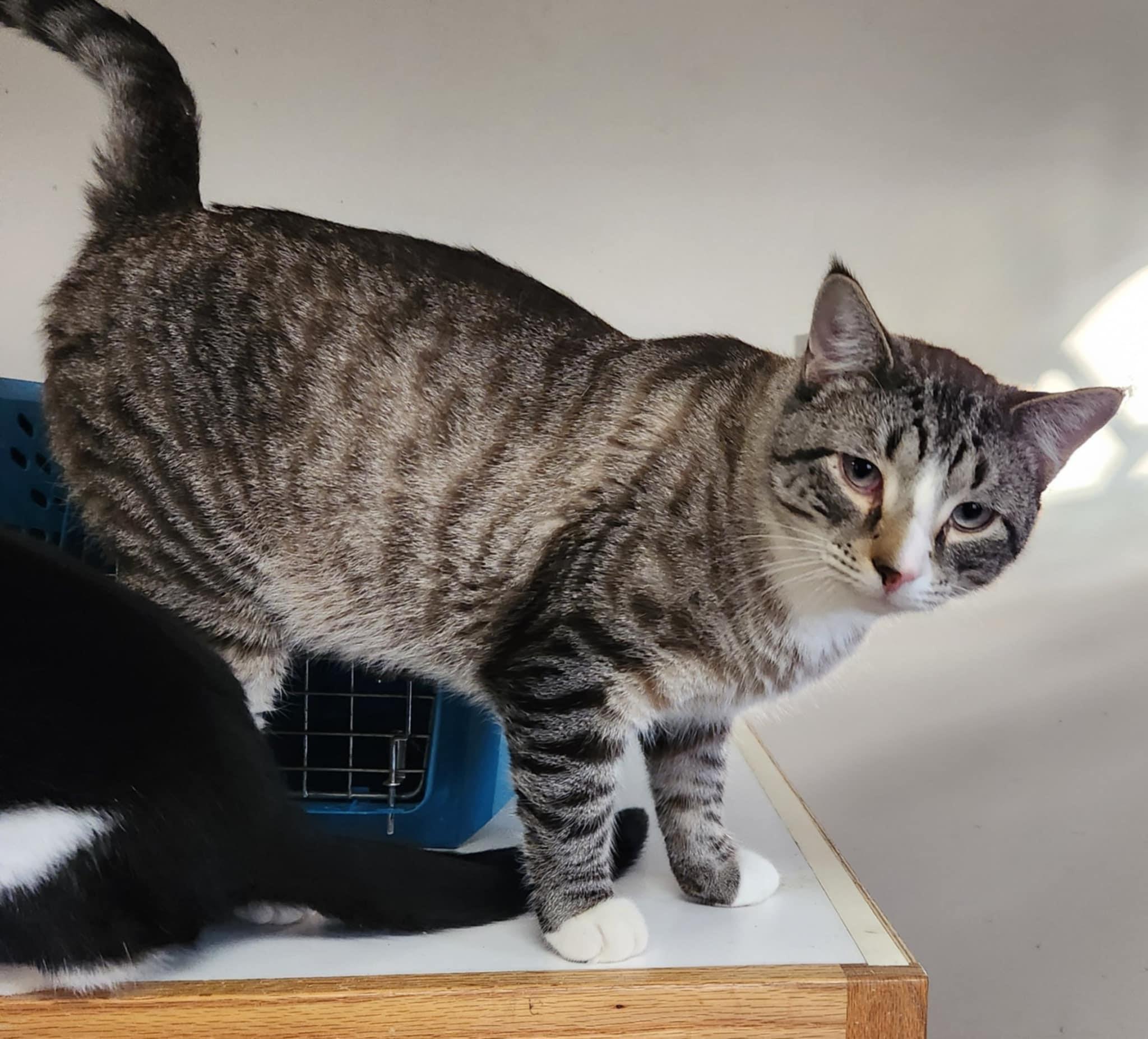 Giorgio, Adoptable, Young Male Siamese.