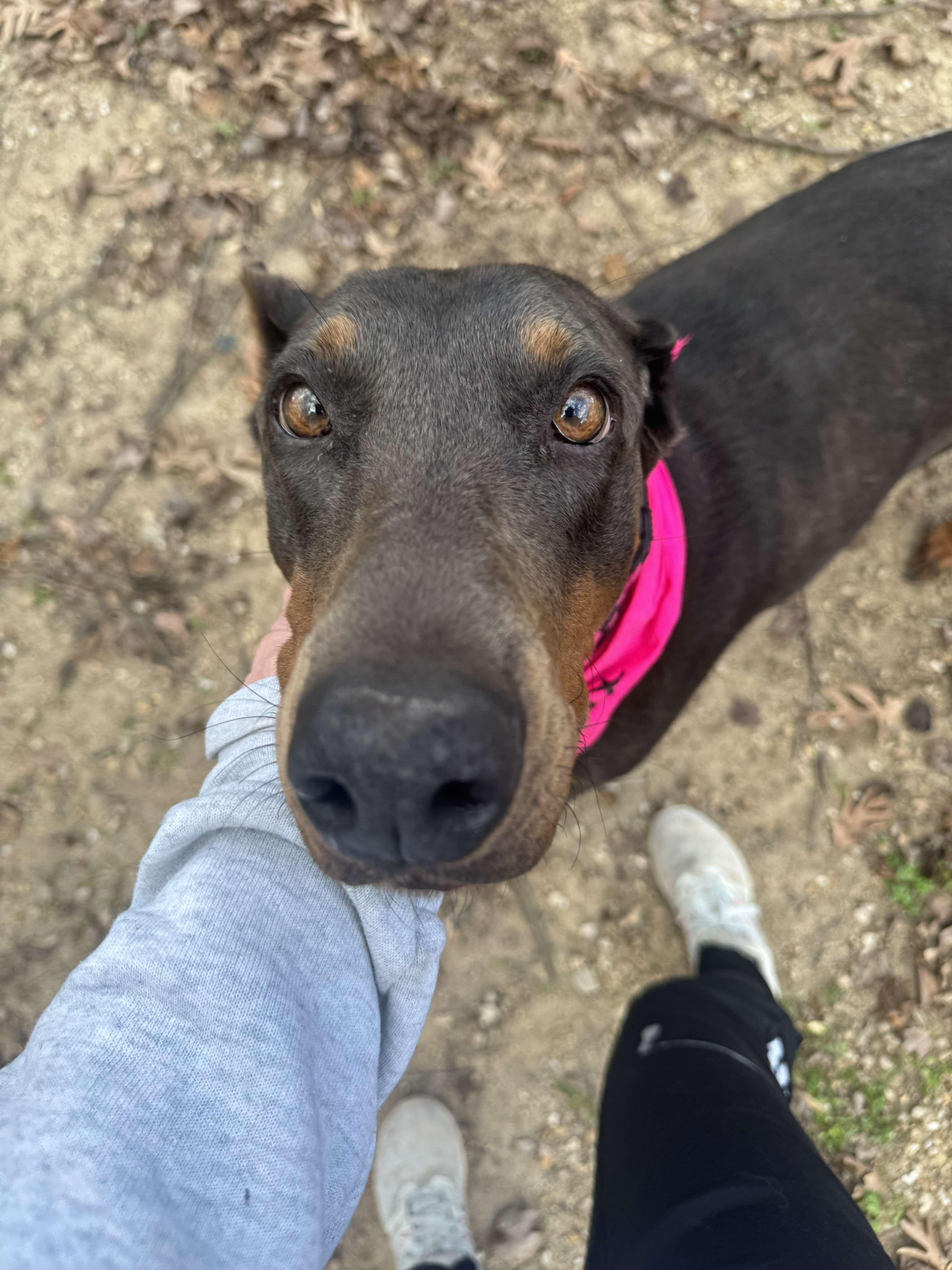 Enlarge Zoie, a ADOPTABLE Doberman Pinscher in Durham, NC image 3/3