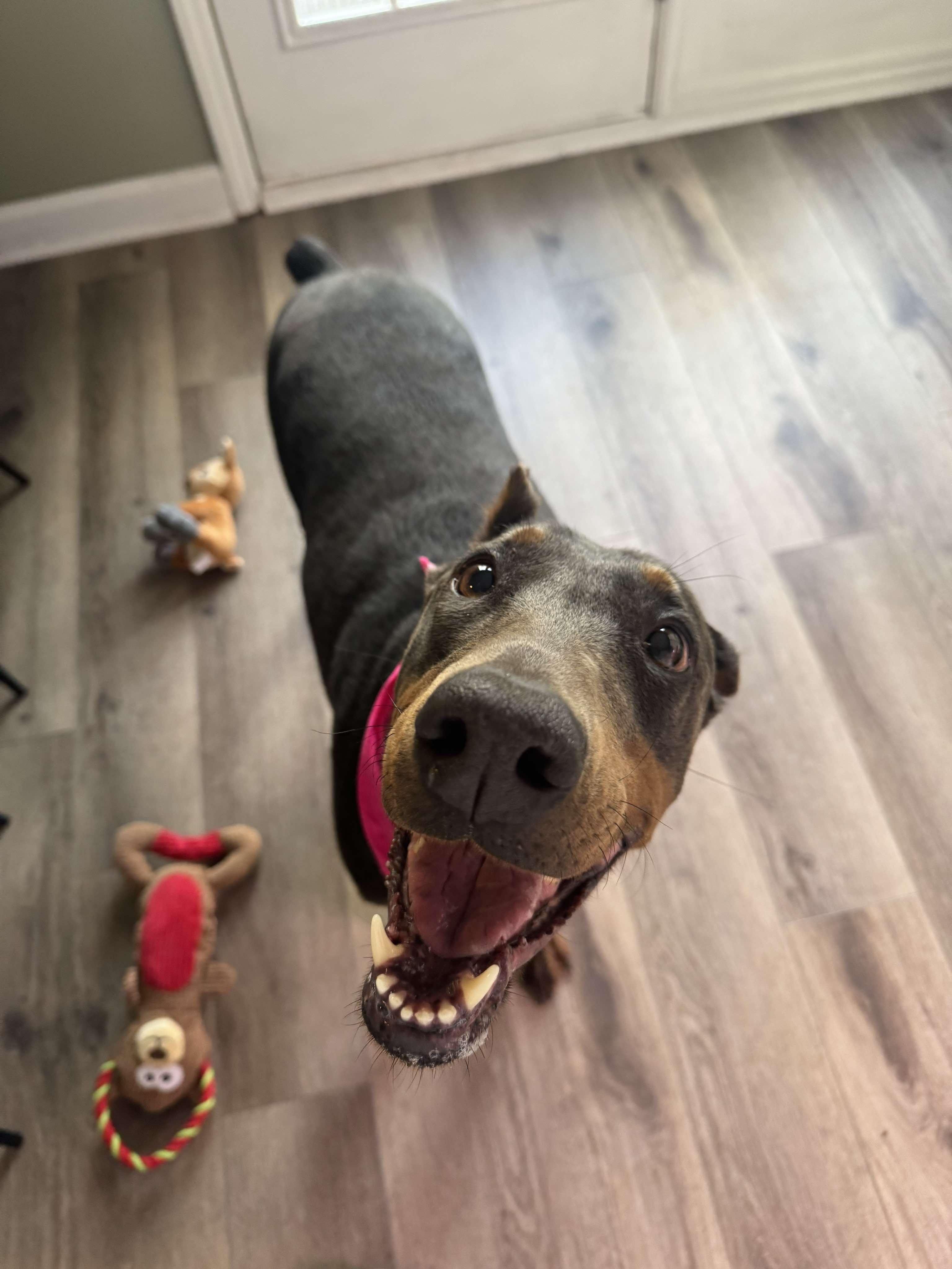 Enlarge Zoie, a ADOPTABLE Doberman Pinscher in Durham, NC image 1/3