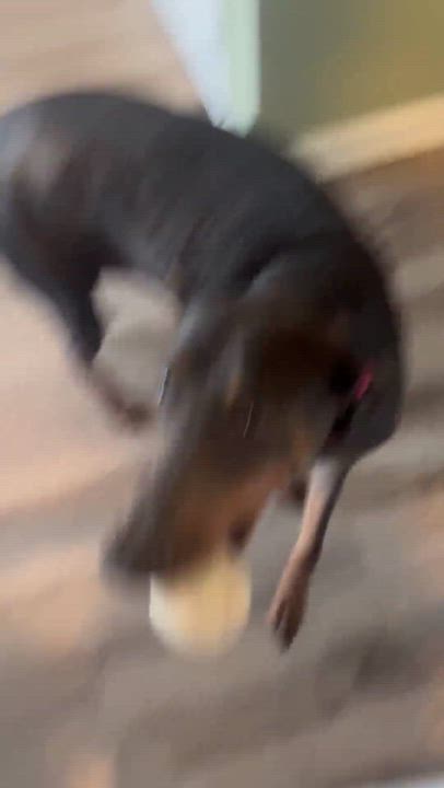 Enlarge Zoie, a ADOPTABLE Doberman Pinscher in Durham, NC video 2/3