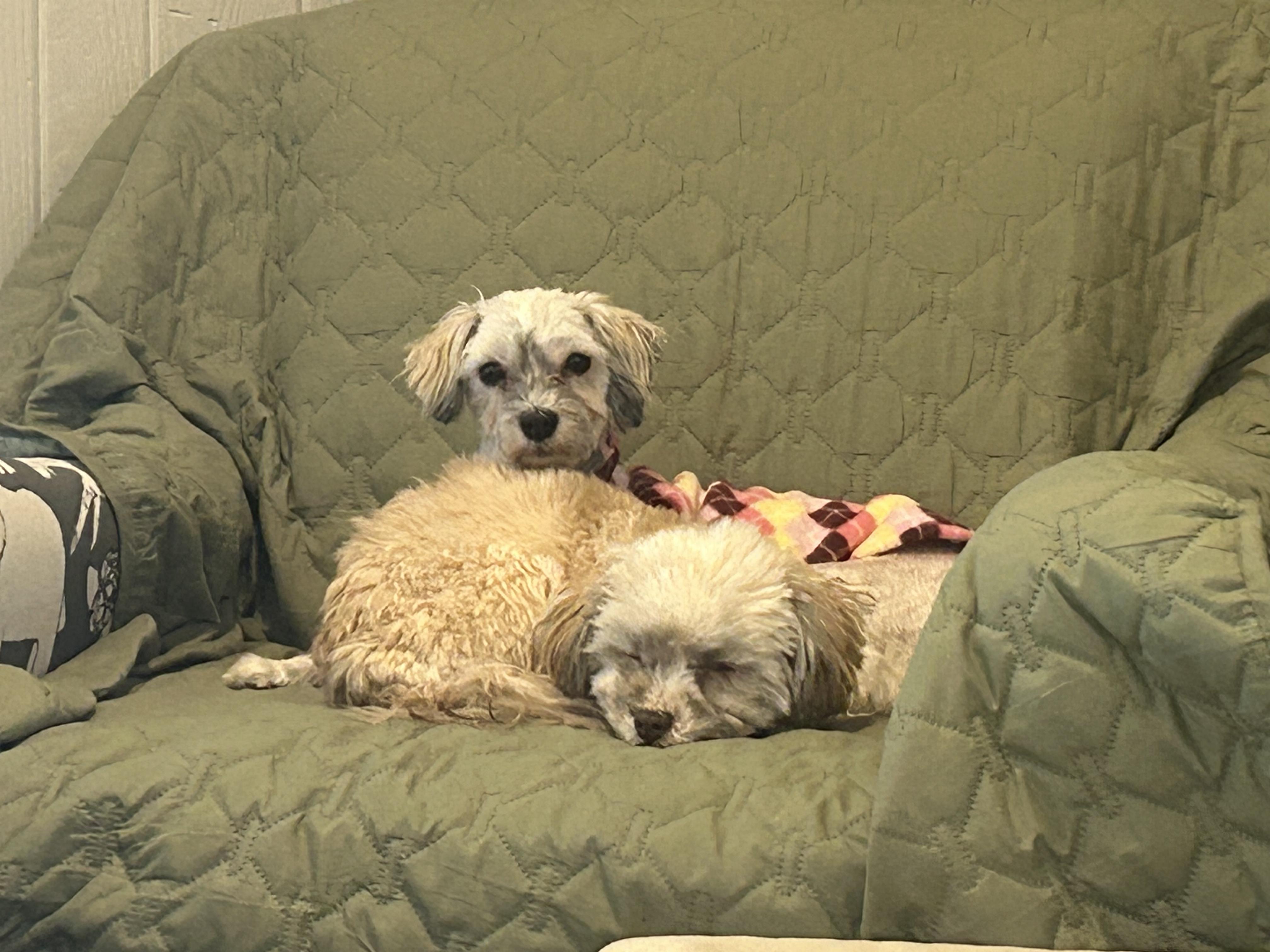 Enlarge Fawn in Plymouth, Michigan, a Adoptable Havanese in Plymouth, MI image 4/5