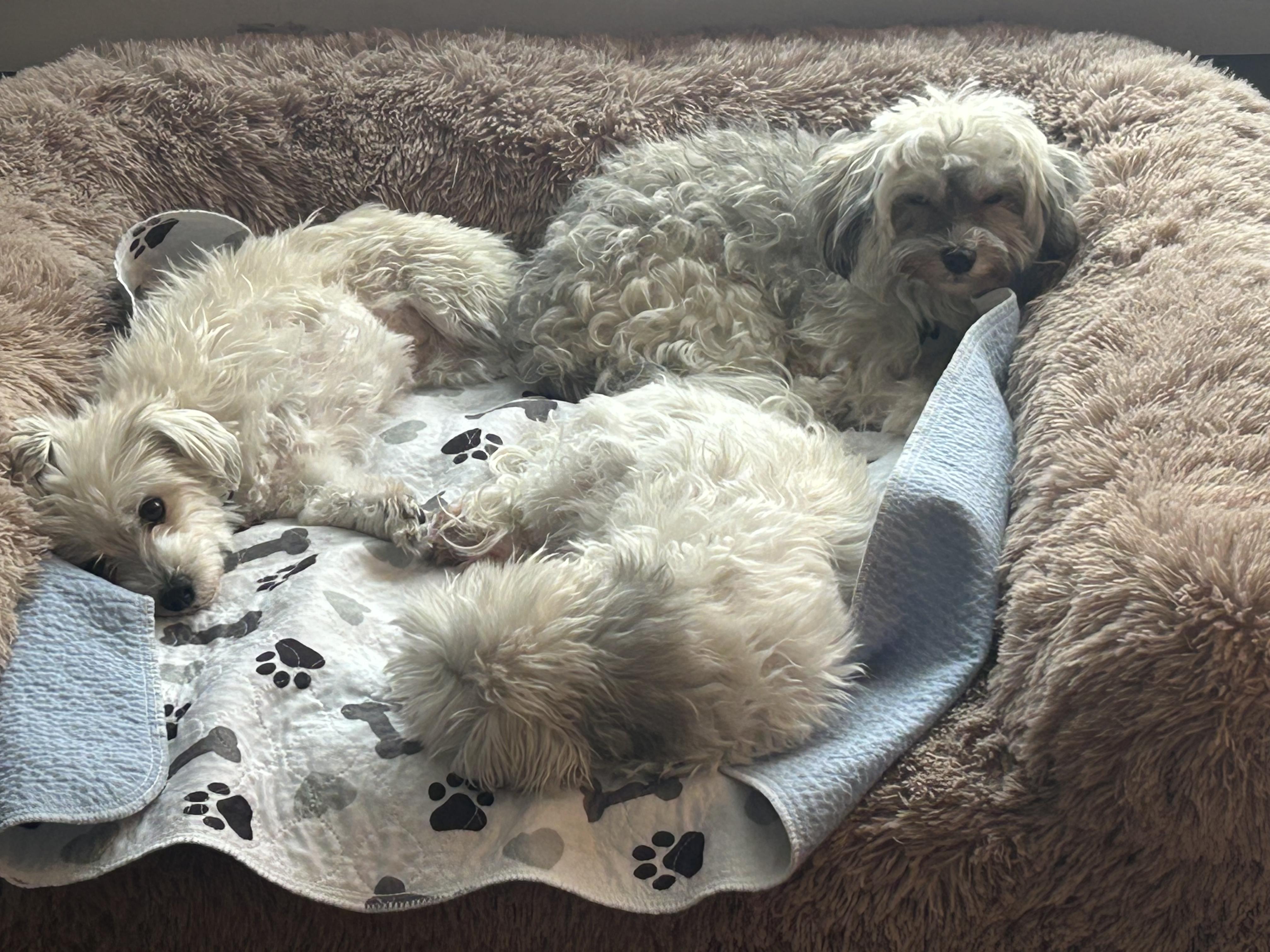 Enlarge Fawn in Plymouth, Michigan, a Adoptable Havanese in Plymouth, MI image 5/5