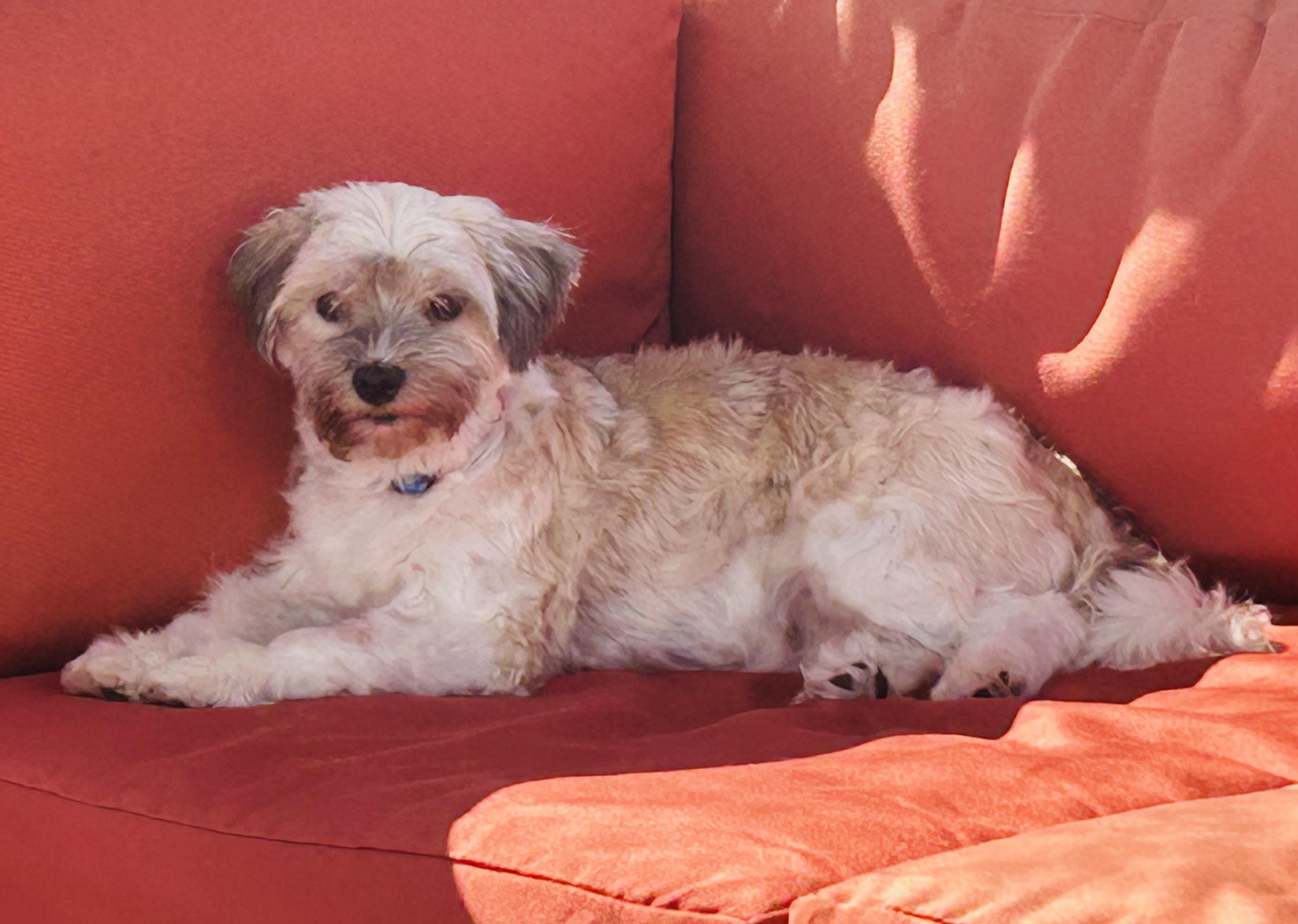 Enlarge Fawn in Plymouth, Michigan, a Adoptable Havanese in Plymouth, MI image 2/5