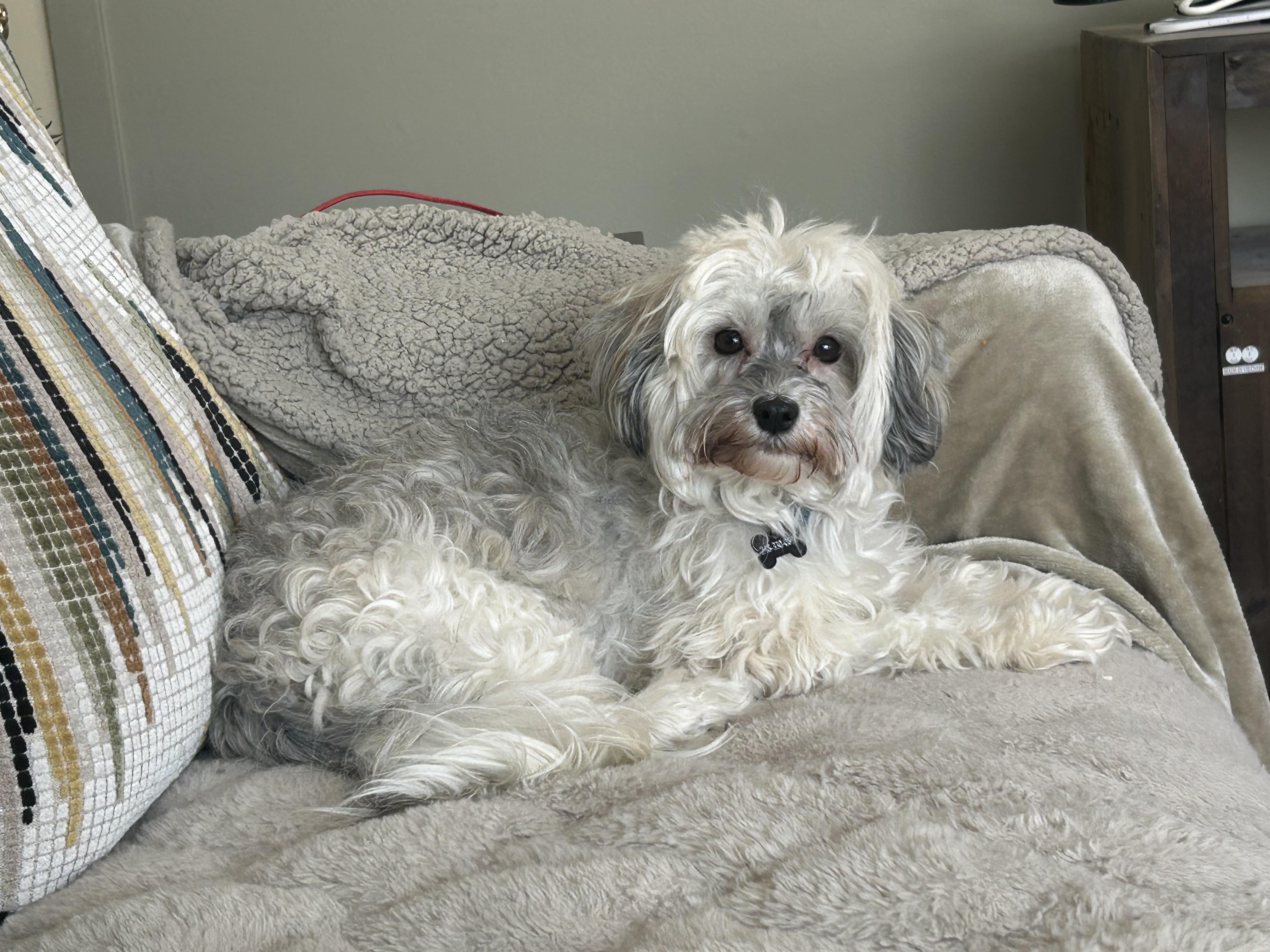 Enlarge Fawn in Plymouth, Michigan, a Adoptable Havanese in Plymouth, MI image 3/5