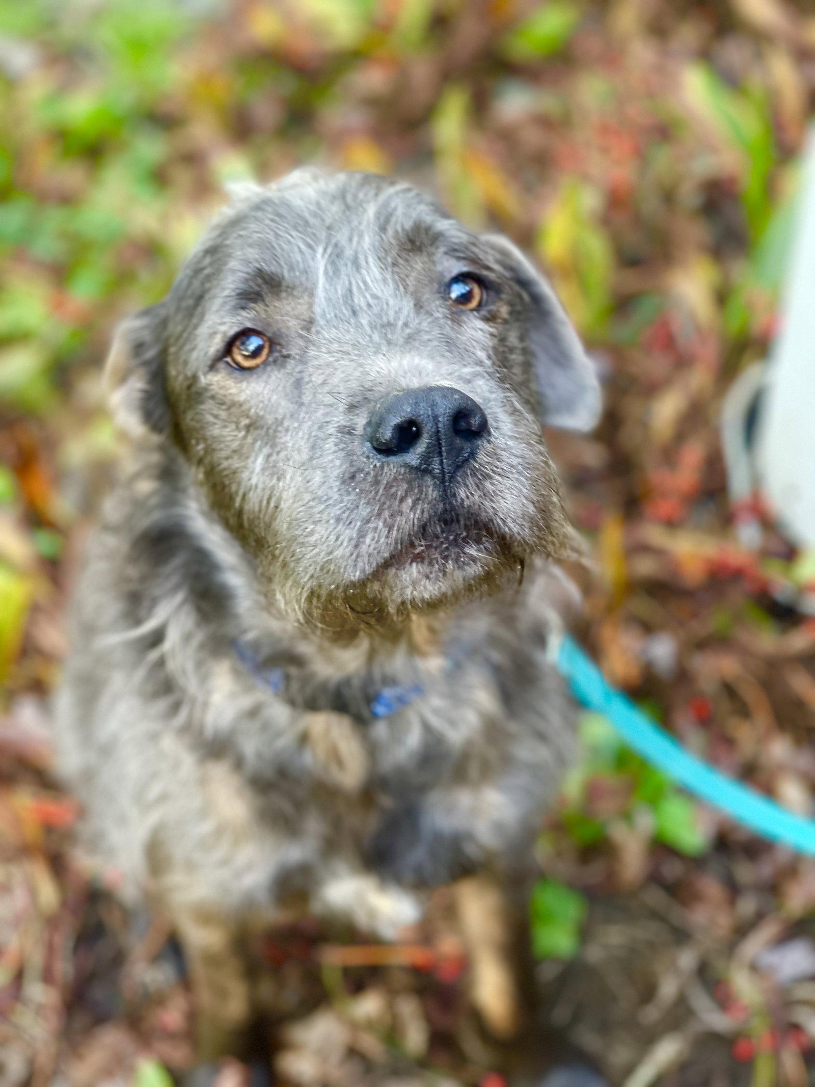 Meeko, a Adopted Terrier in Blackwood, NJ image 1/3