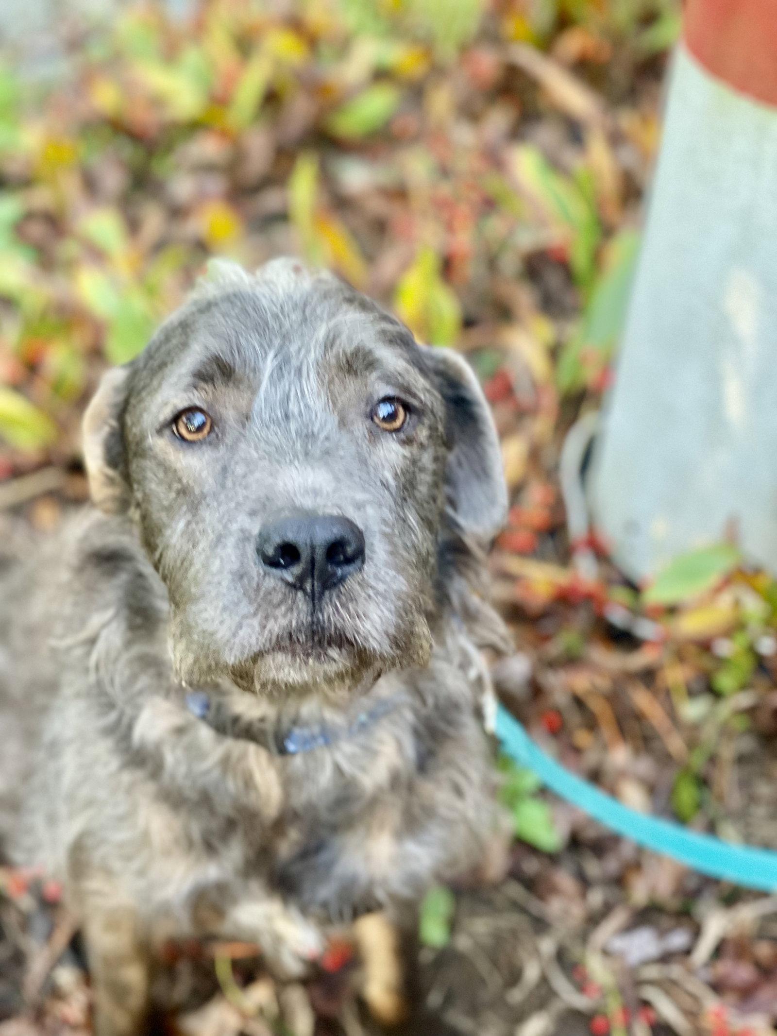 Meeko, a Adopted Terrier in Blackwood, NJ image 2/3