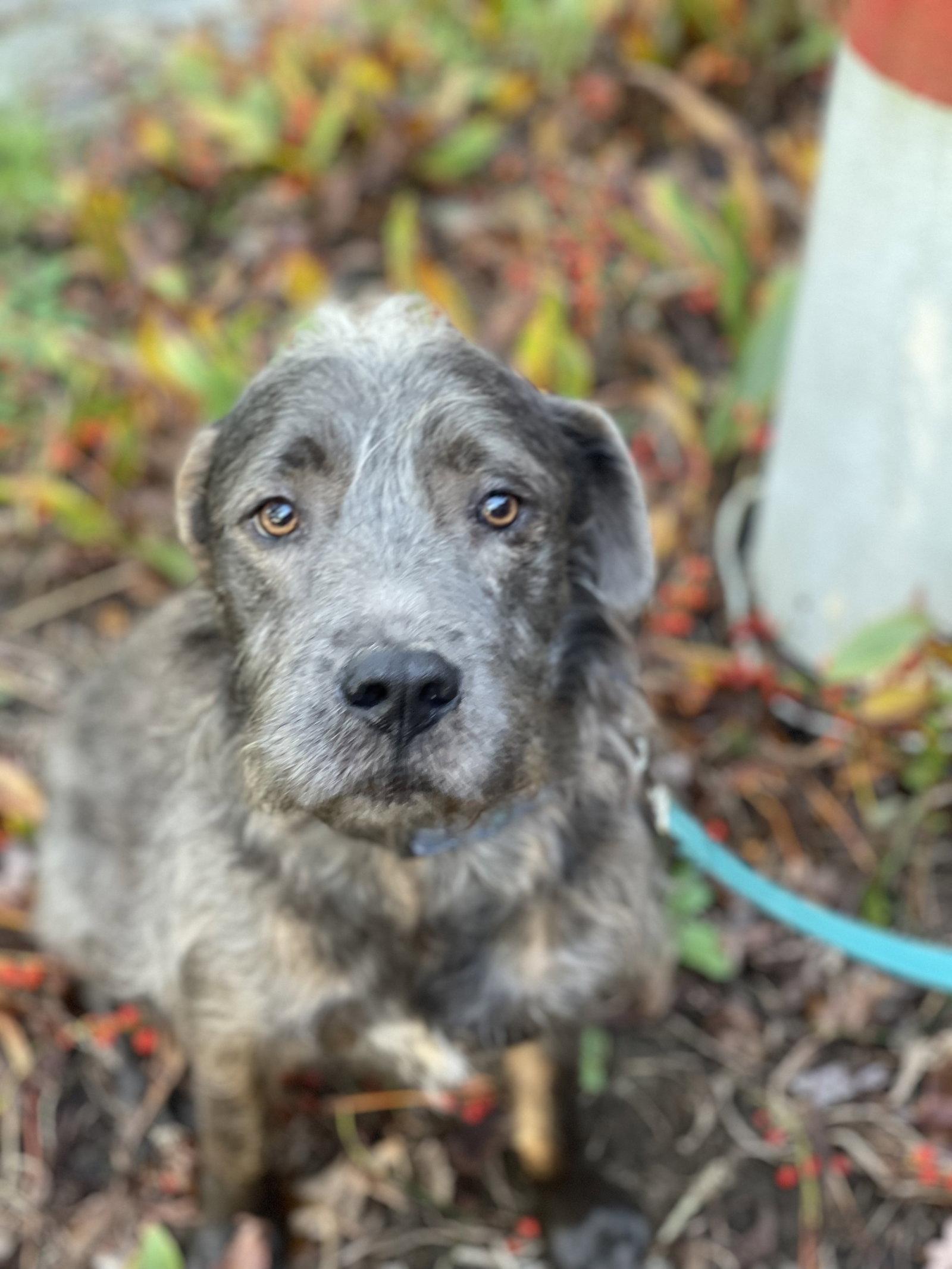 Meeko, a Adopted Terrier in Blackwood, NJ image 3/3