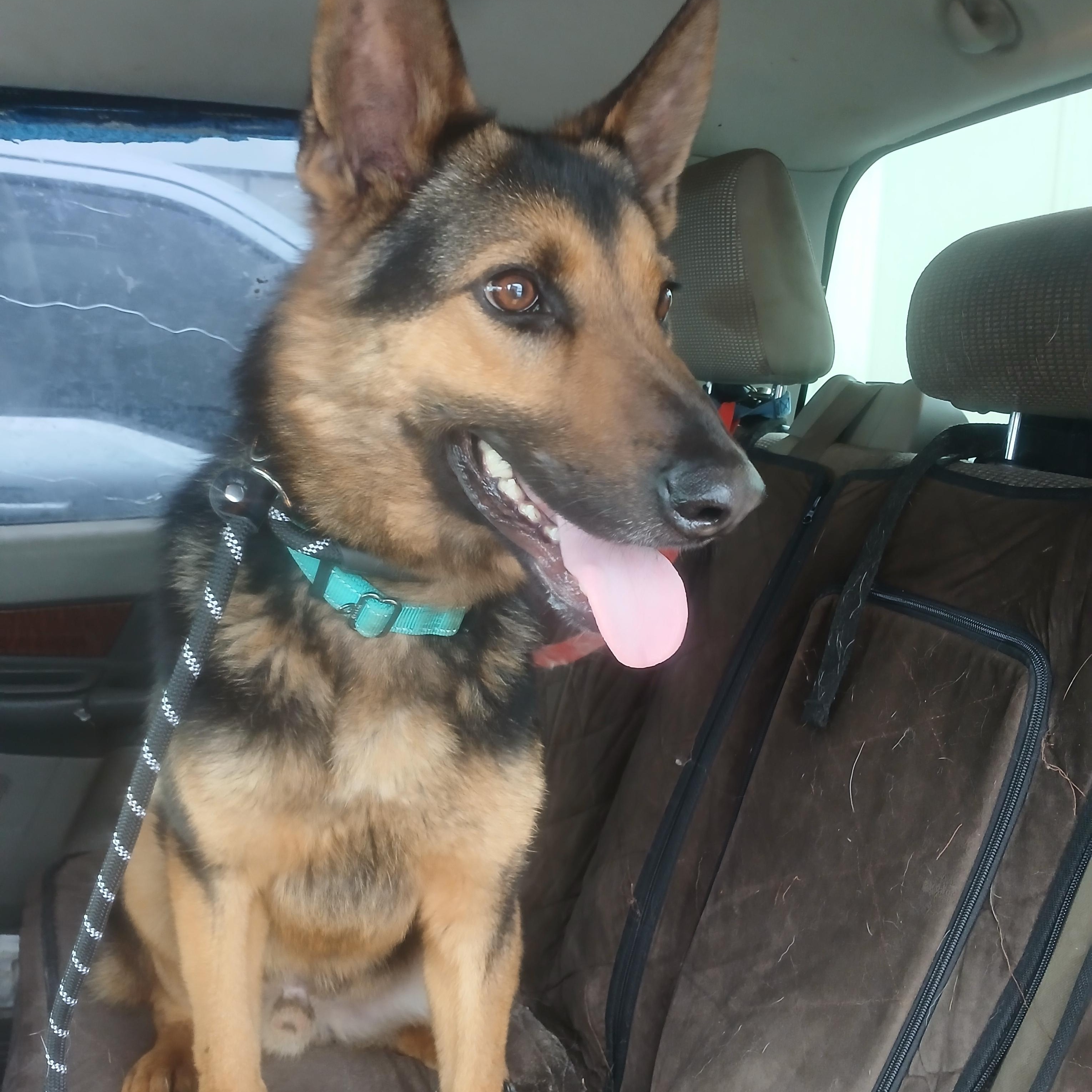 Roscoe, adopted, Adult Male German Shepherd Dog.
