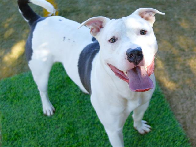 Enlarge TOBIAS, a Adoptable American Staffordshire Terrier in Tallahassee, FL image 1/1