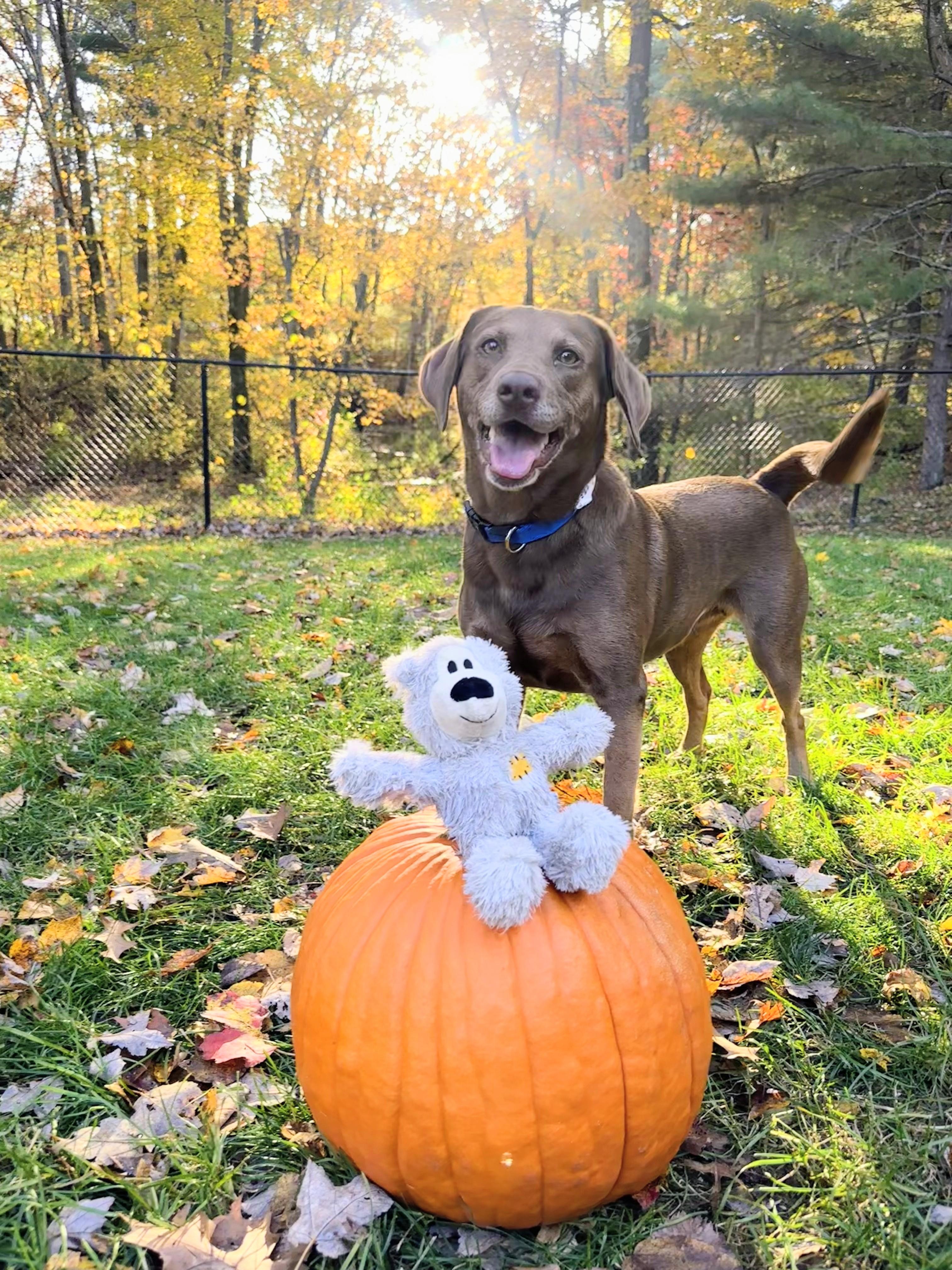 Ellie - Fostered in Massachusetts