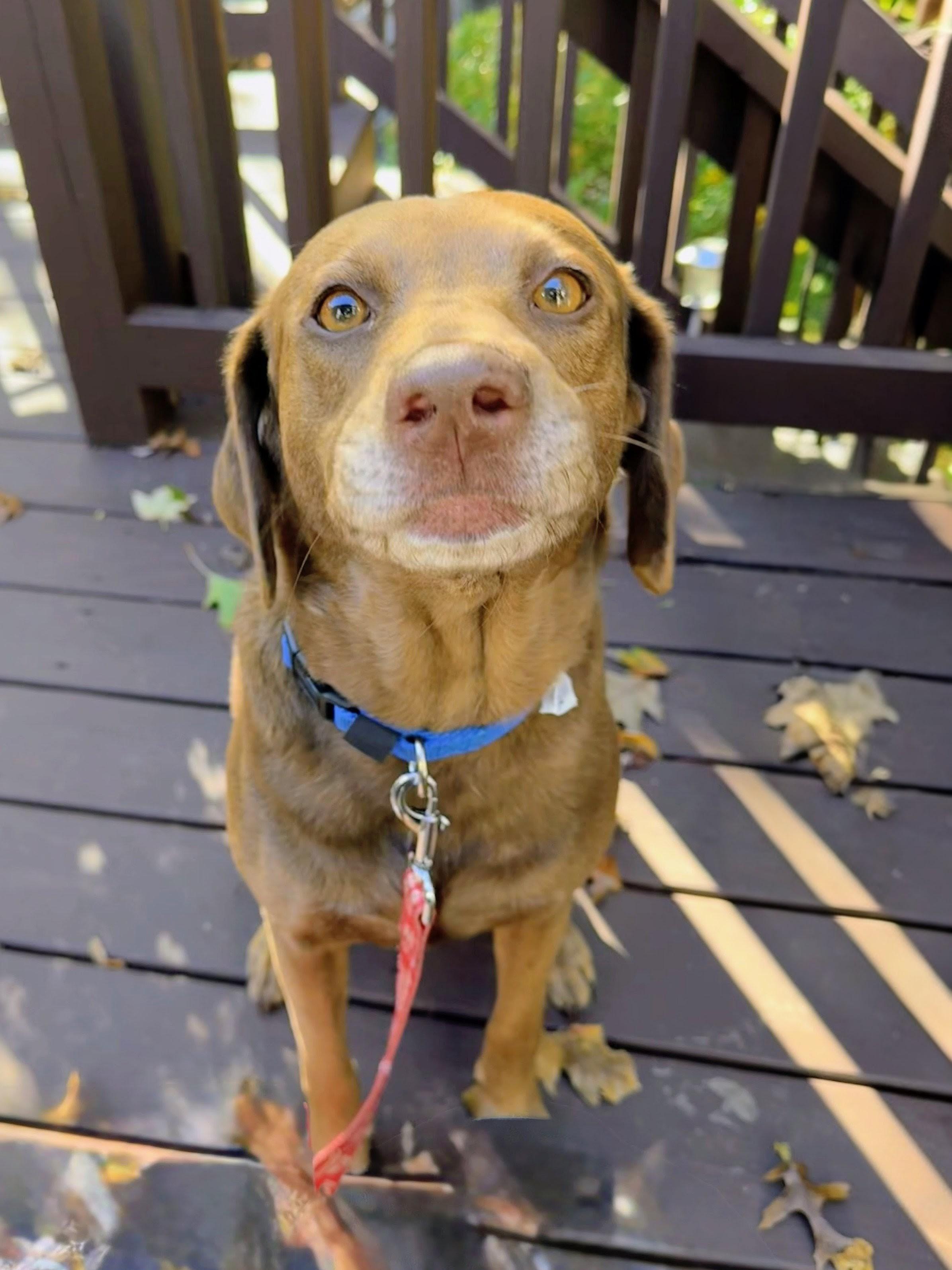 Ellie - Fostered in Massachusetts