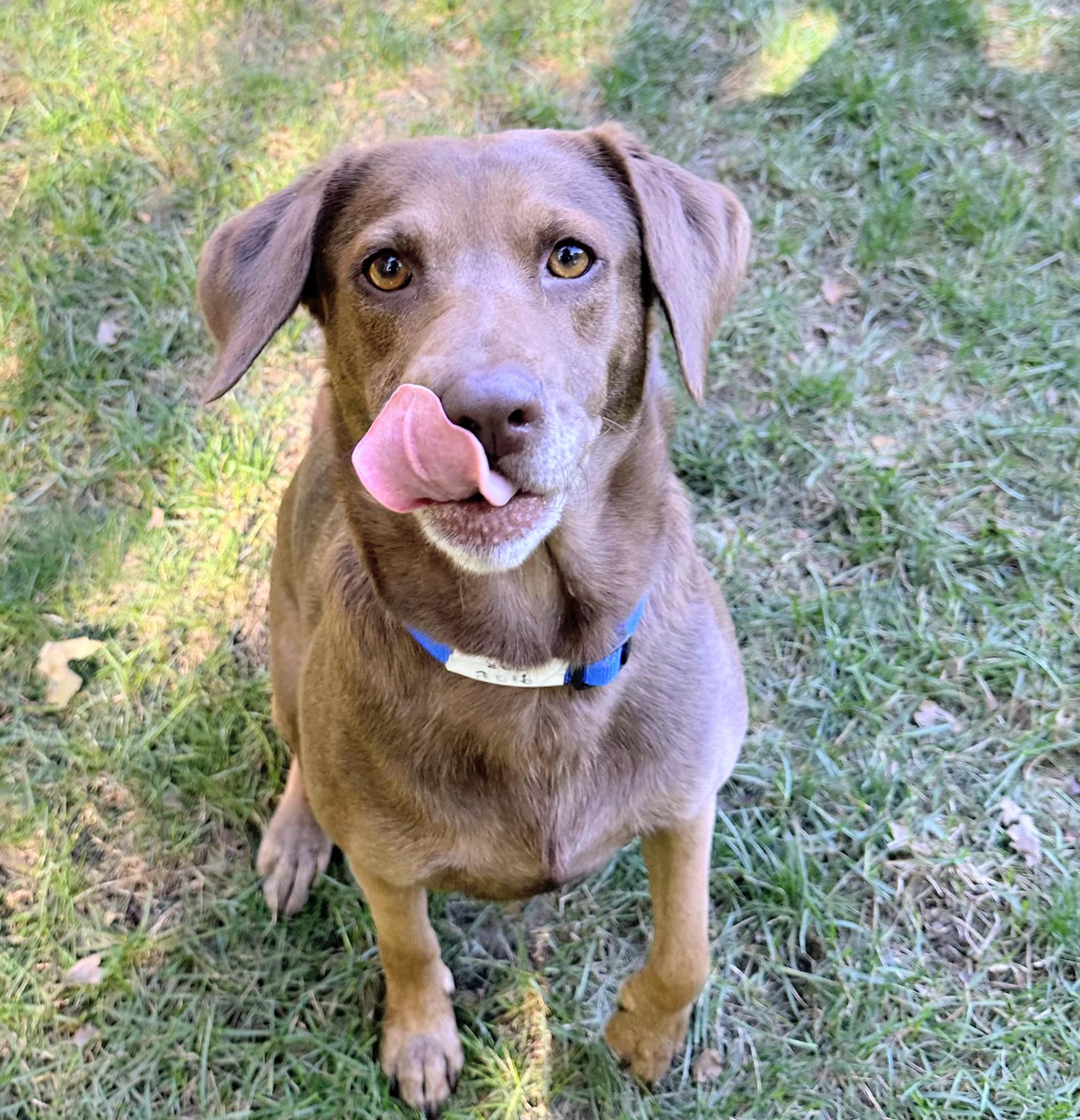 Ellie - Fostered in Massachusetts