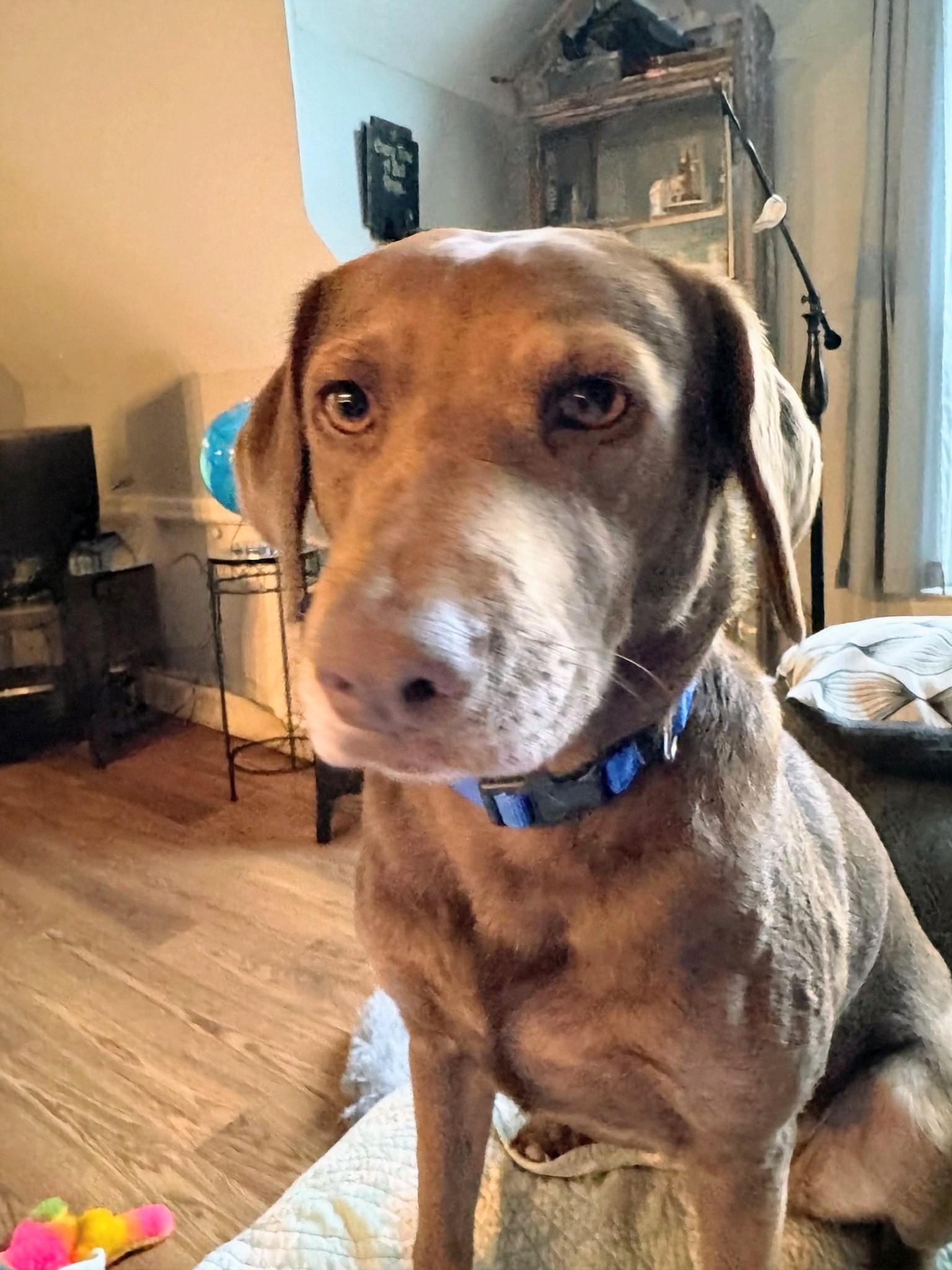 Ellie - Fostered in Massachusetts