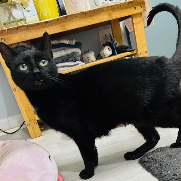 Enlarge Mira, a ADOPTABLE Domestic Short Hair in Rochester, NY image 3/4