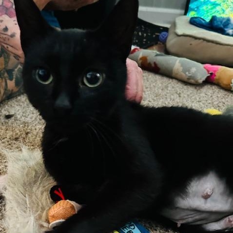 Enlarge Mira, a ADOPTABLE Domestic Short Hair in Rochester, NY image 2/4