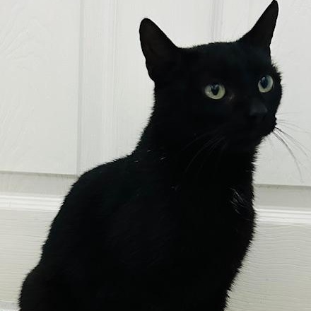 Enlarge Mira, a ADOPTABLE Domestic Short Hair in Rochester, NY image 4/4
