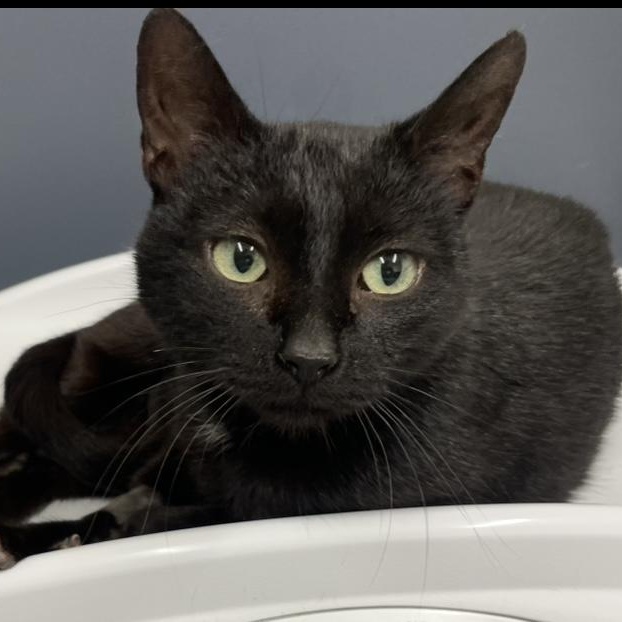 Enlarge Mira, a ADOPTABLE Domestic Short Hair in Rochester, NY image 1/4