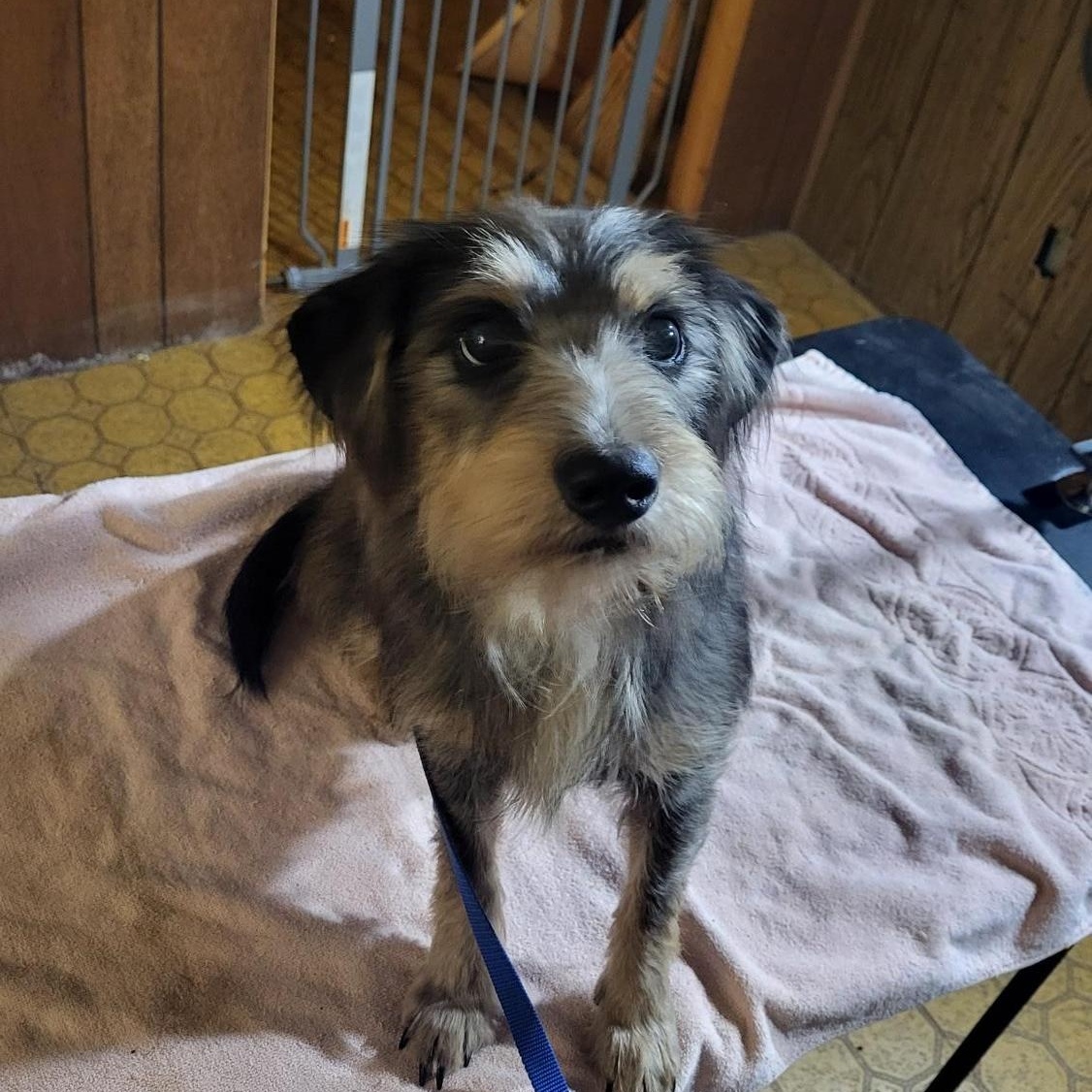 Brumby, a Adoptable mixed breed in Evansville, IN image 1/2