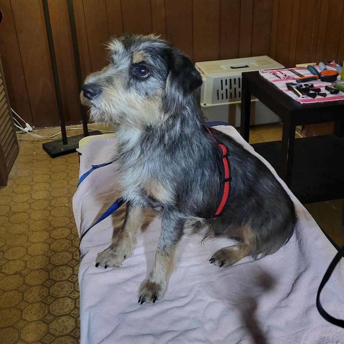 Brumby, a Adoptable mixed breed in Evansville, IN image 2/2