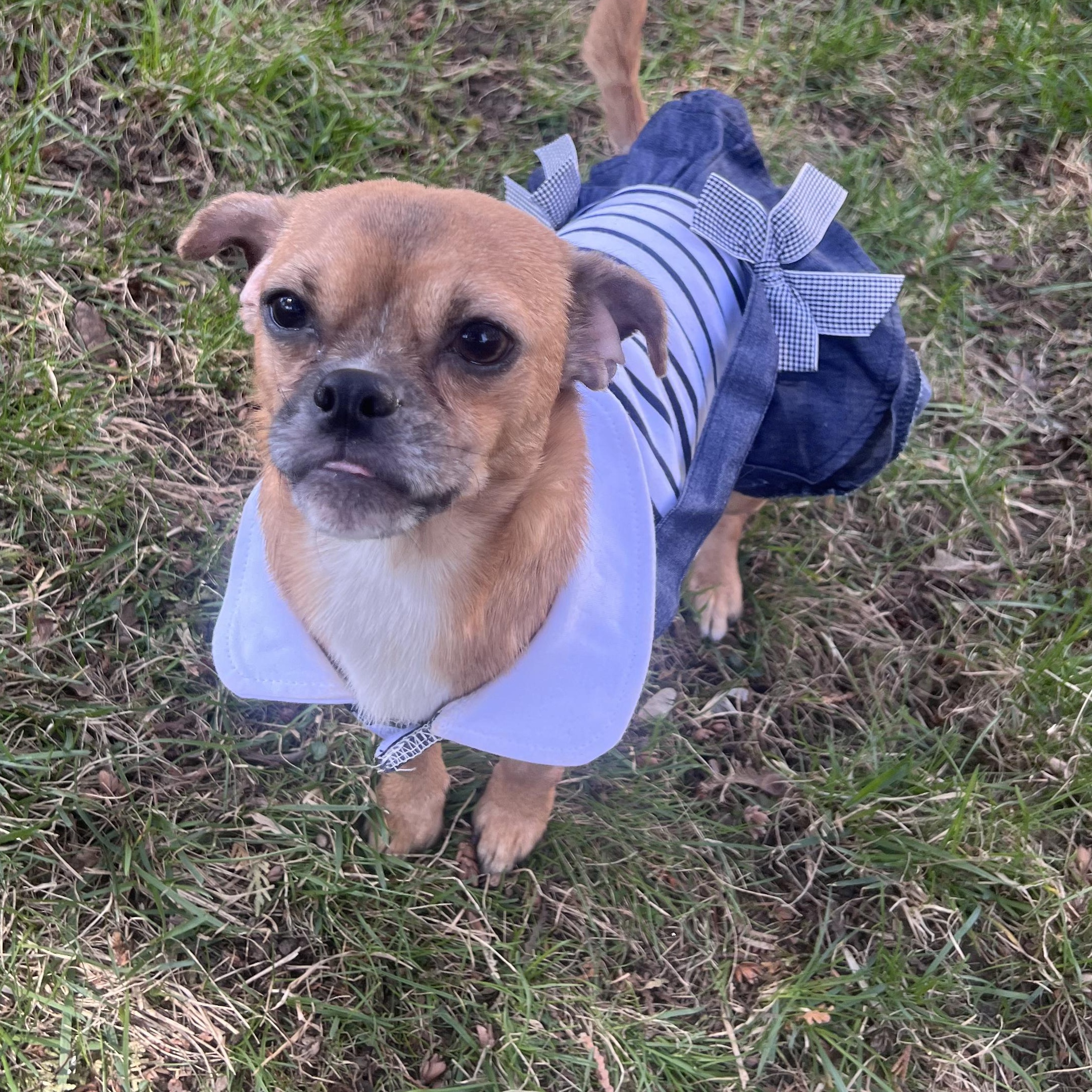 Rosie, a ADOPTABLE Chihuahua in Burlington, VT image 3/6