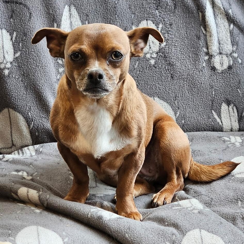 Rosie, ADOPTABLE, Adult Female Chihuahua.
