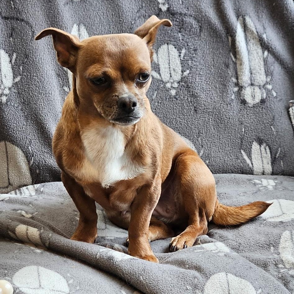 Rosie, a ADOPTABLE Chihuahua in Burlington, VT image 5/6