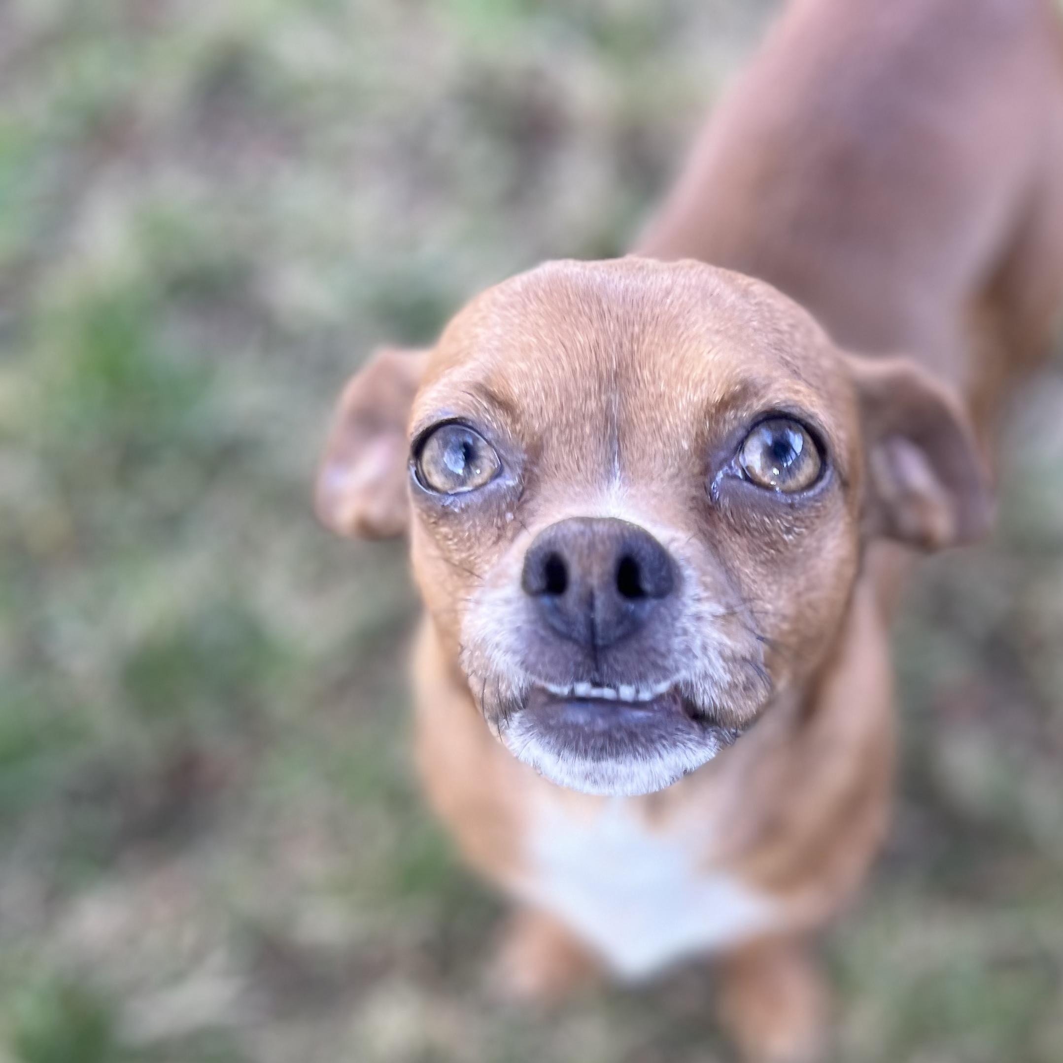 Rosie, a ADOPTABLE Chihuahua in Burlington, VT image 2/6