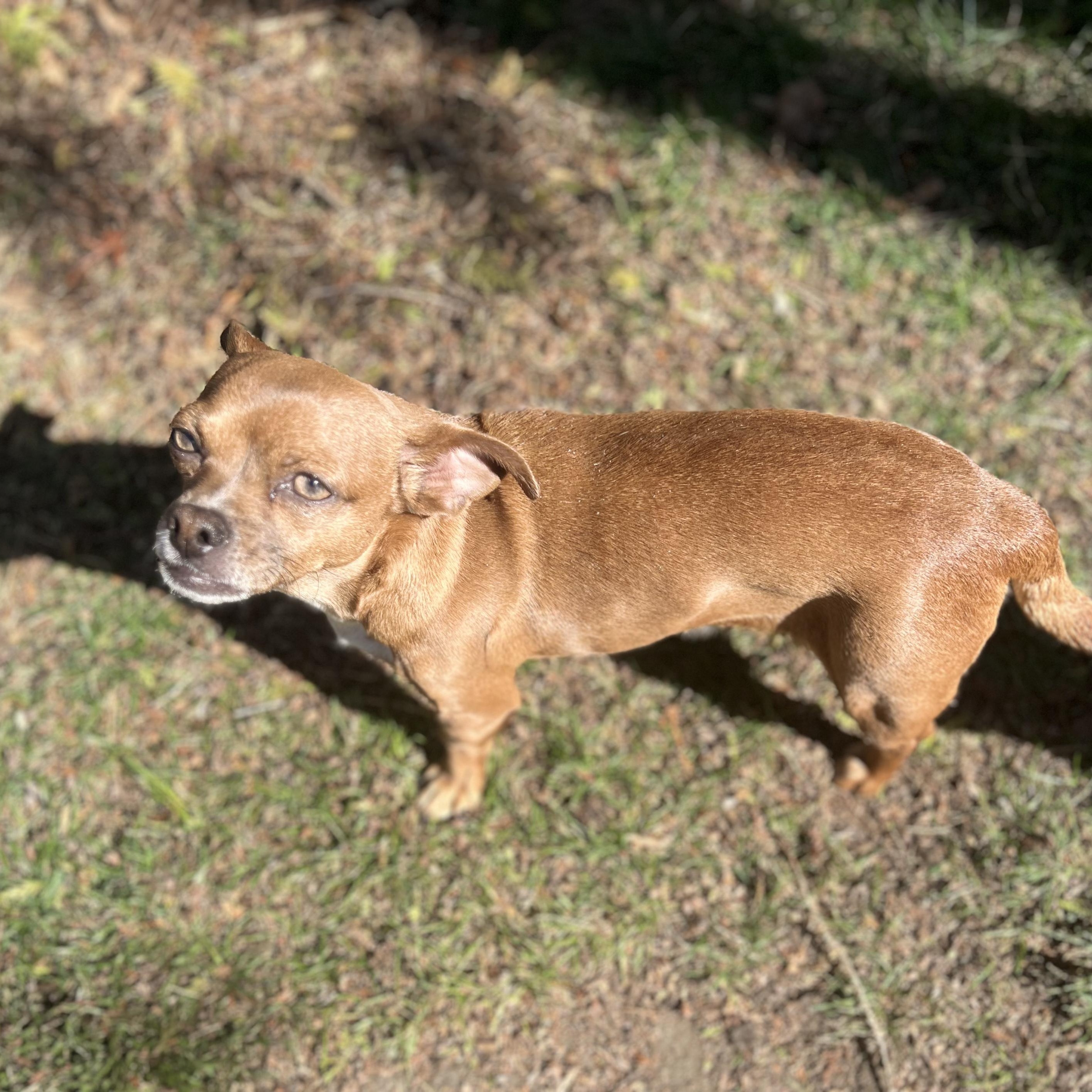 Rosie, a ADOPTABLE Chihuahua in Burlington, VT image 4/6