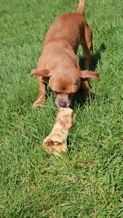 Enlarge Rosie, a ADOPTABLE Chihuahua in Burlington, VT video 6/6