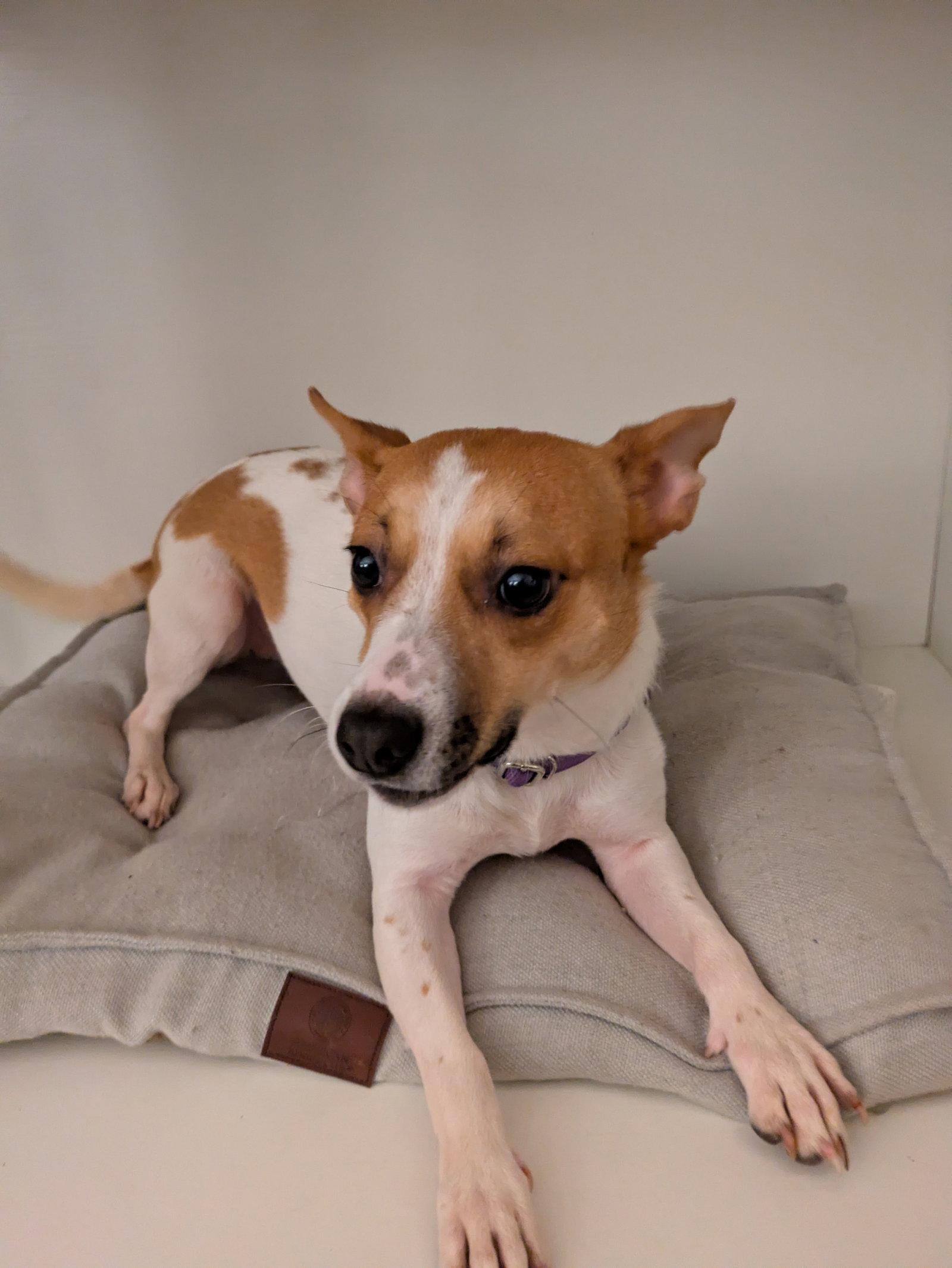 Mae, Adoptable, Young Female Mixed Breed.