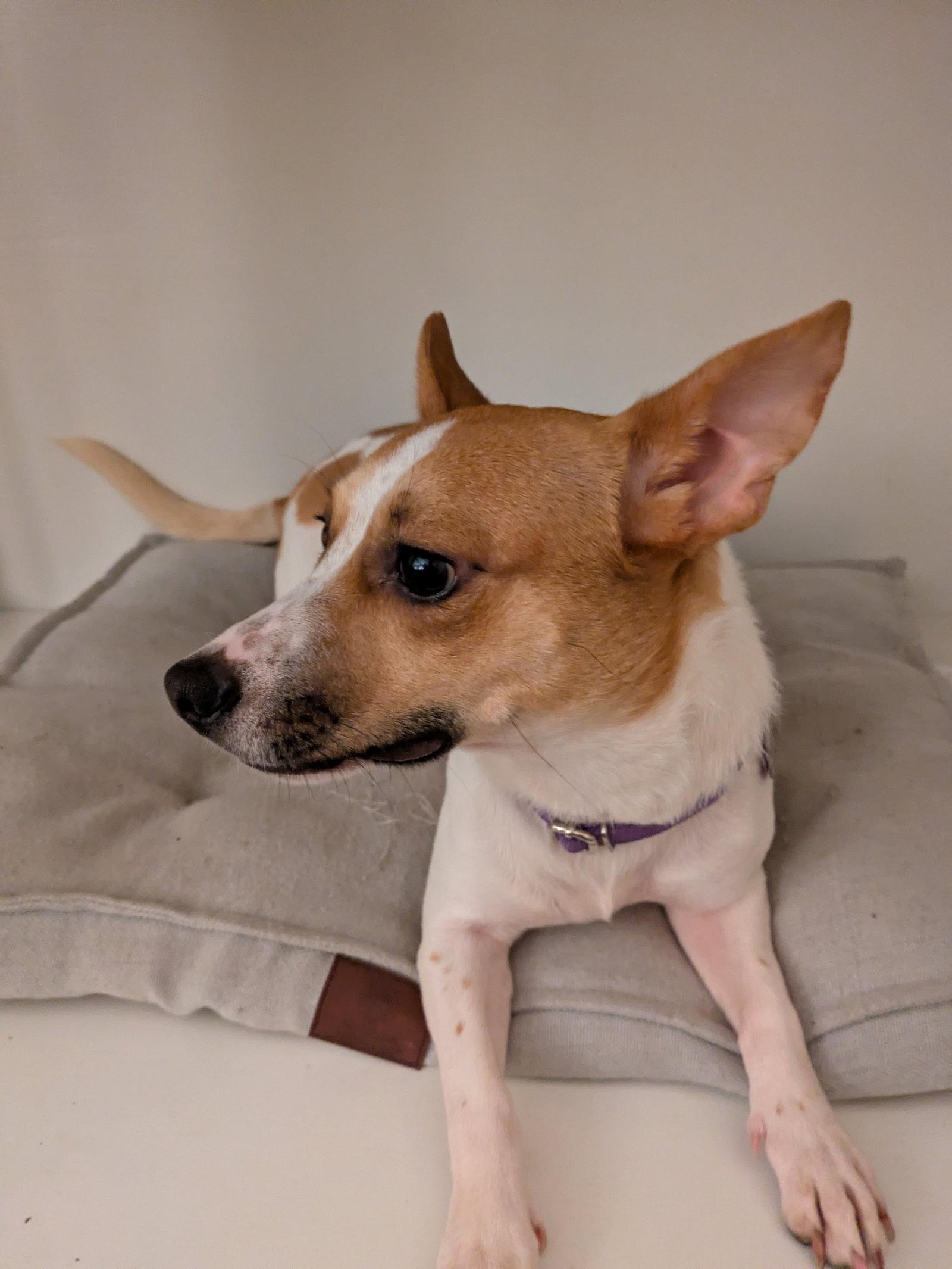 Enlarge Mae, a Adoptable Mixed Breed in PITTSBURGH, PA image 2/2