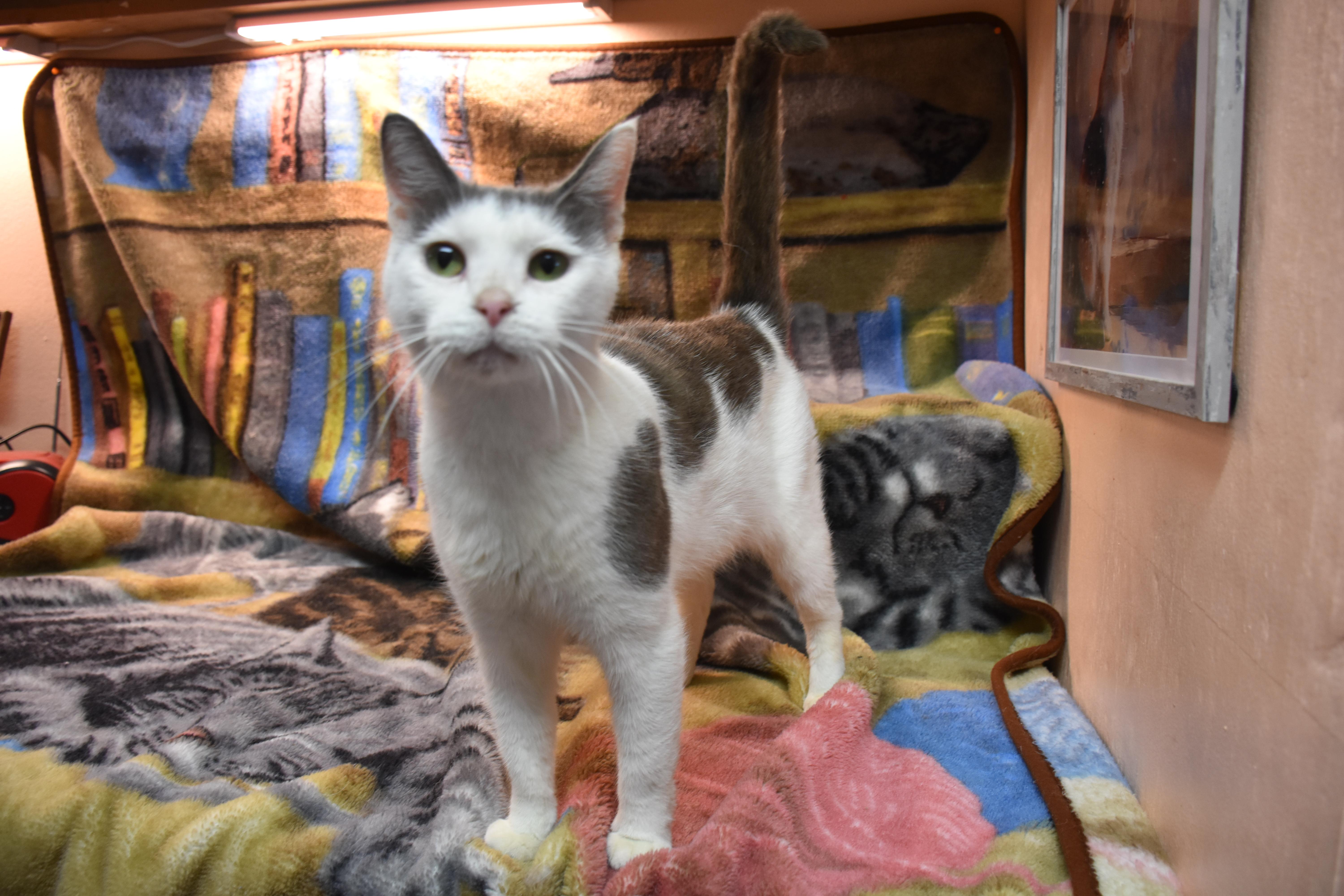 Enlarge Pansy, a Adoptable Domestic Short Hair in North Judson, IN image 1/1